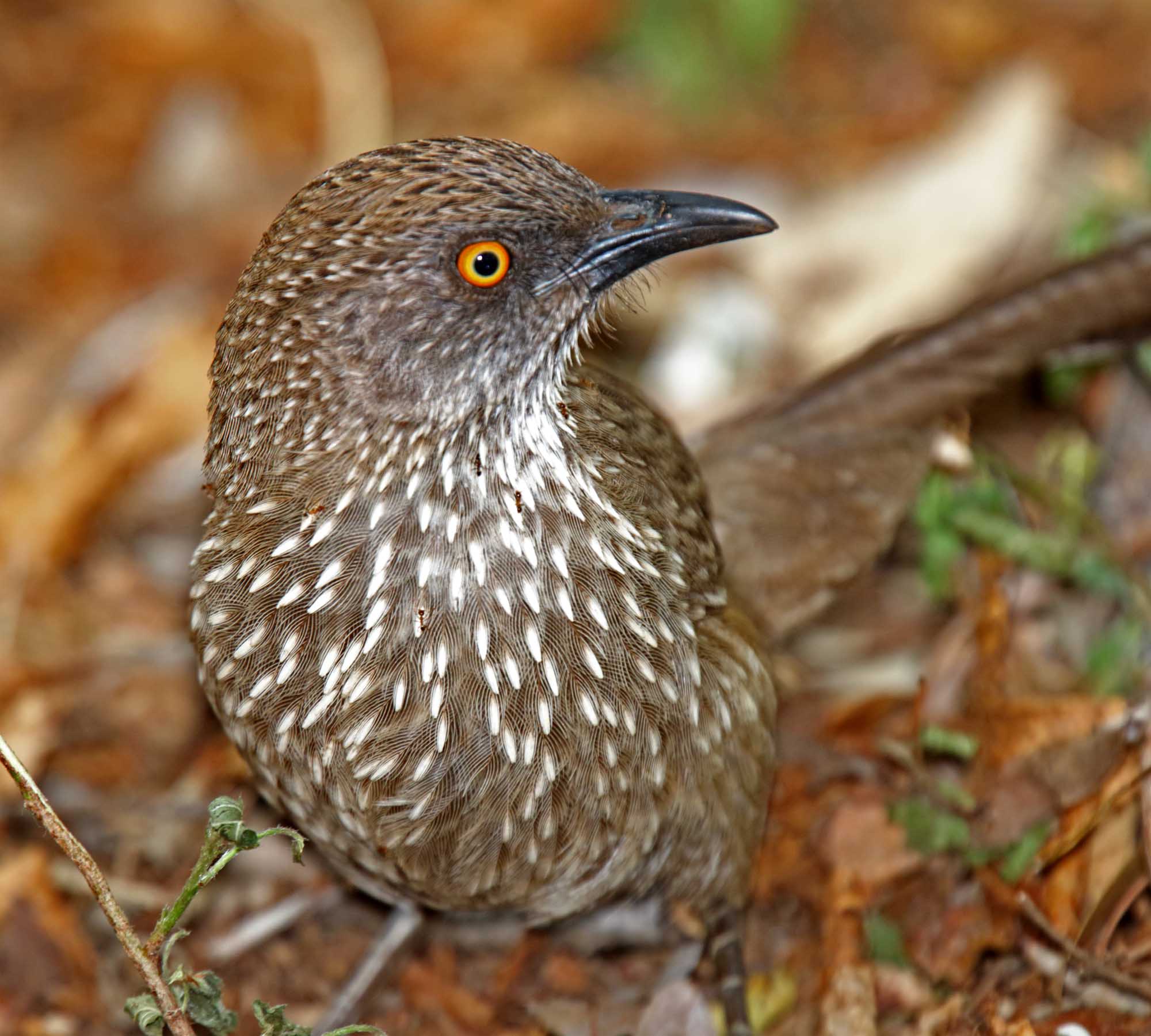 Arrow-marked Babbler_3718.jpg