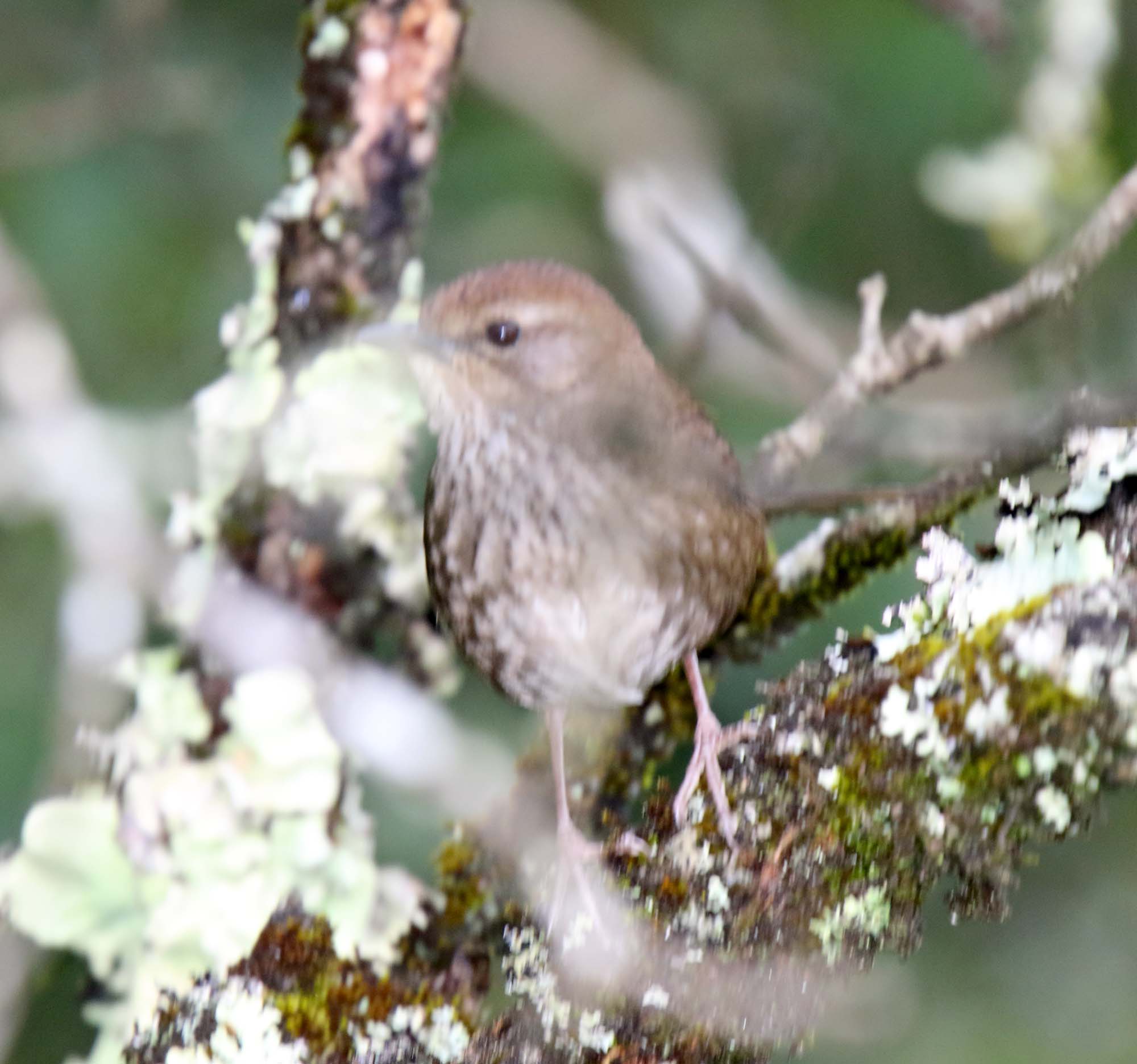 Barratts Warbler_5649.jpg
