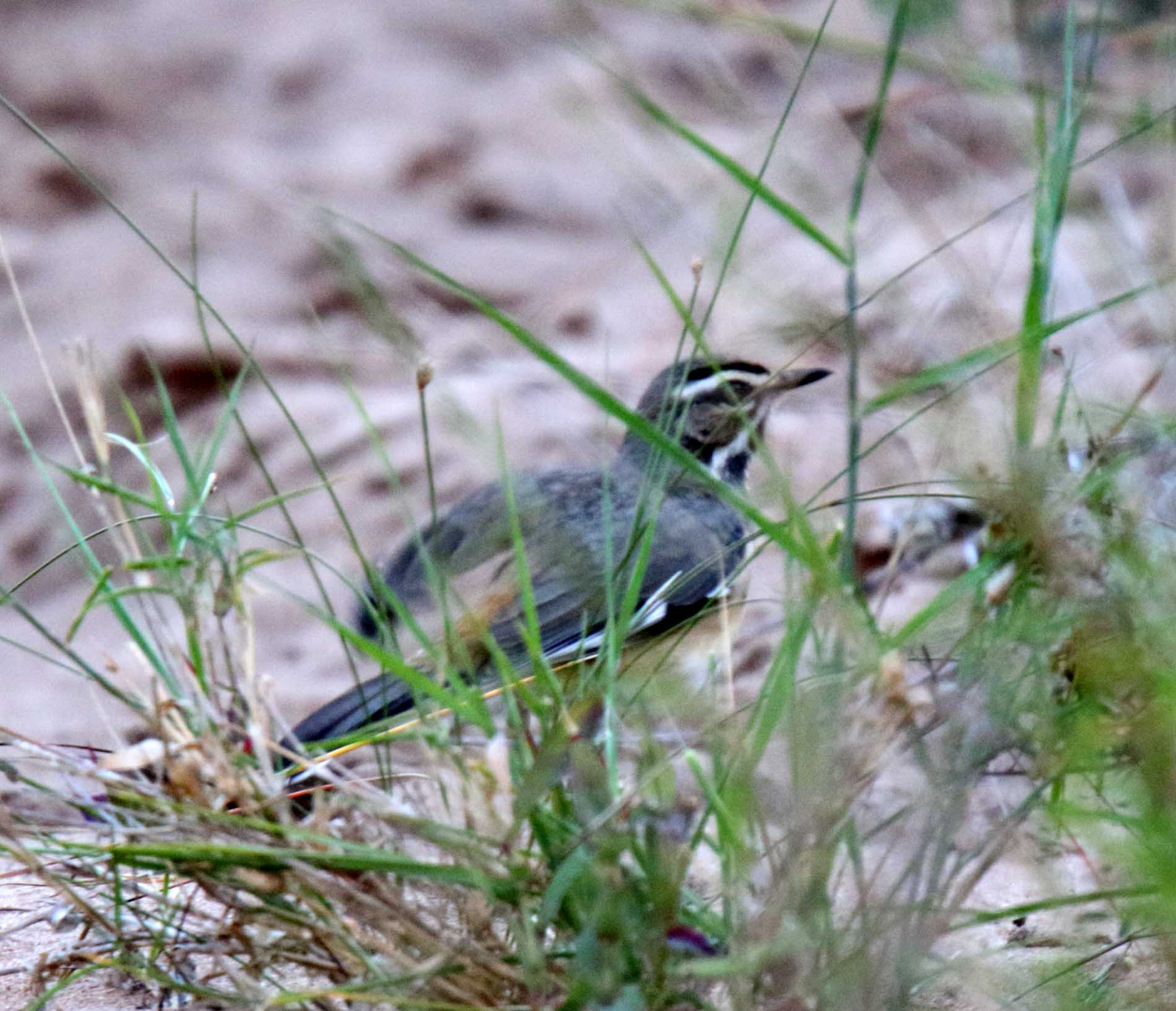 Bearded Scrub Robin_6946.jpg