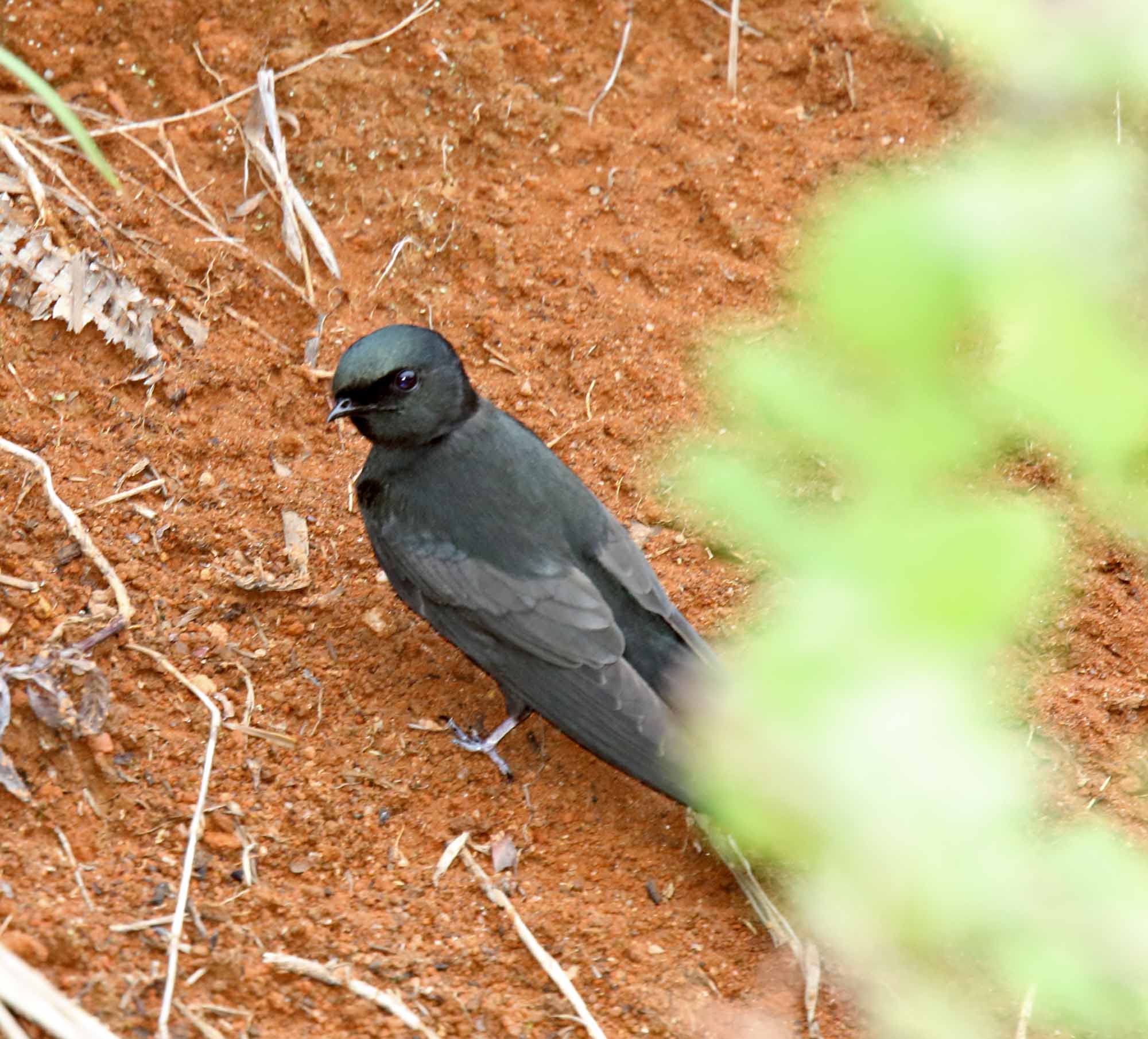 Black Saw-wing_5704.jpg