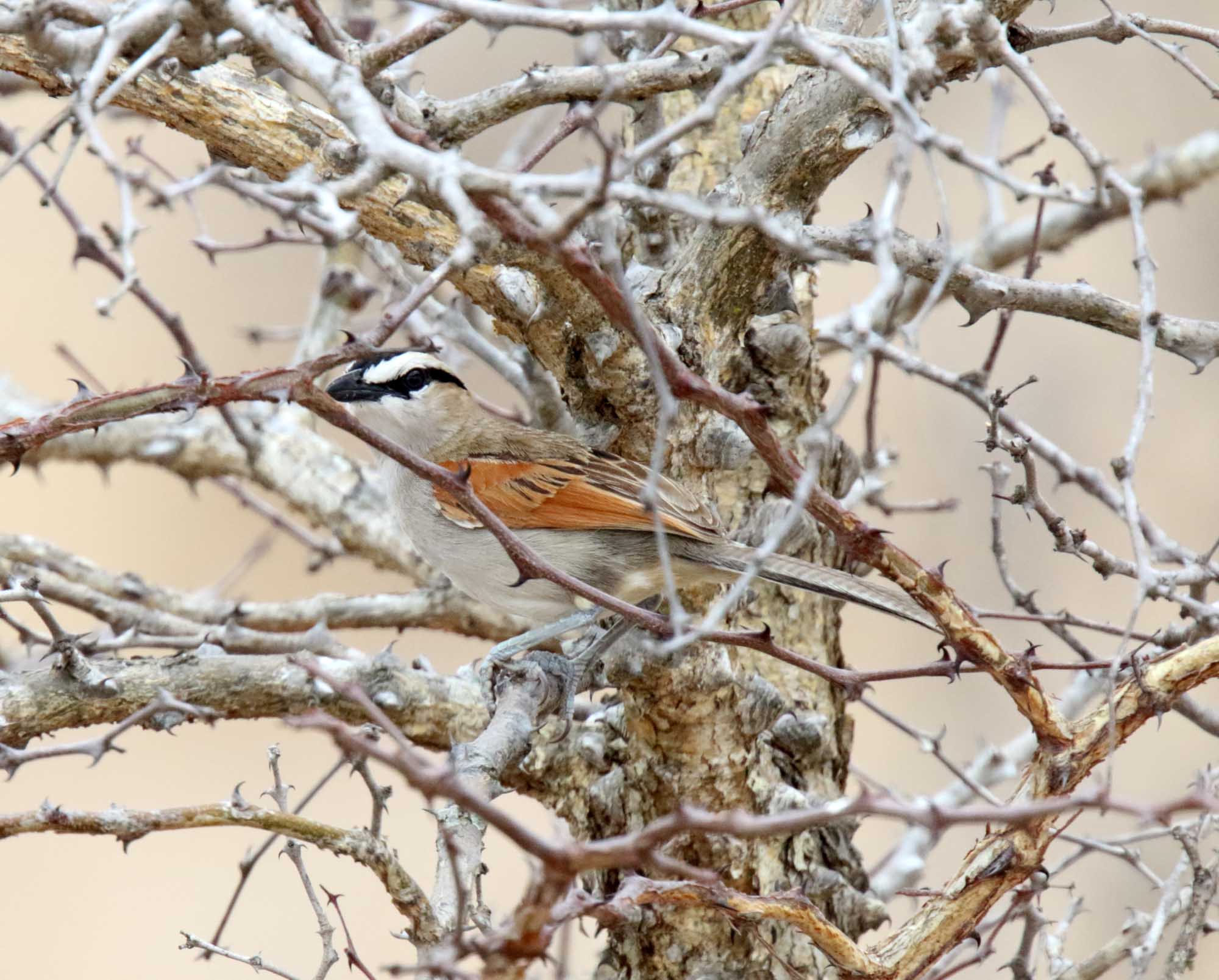 Black-crowned Tchagra_3434.jpg