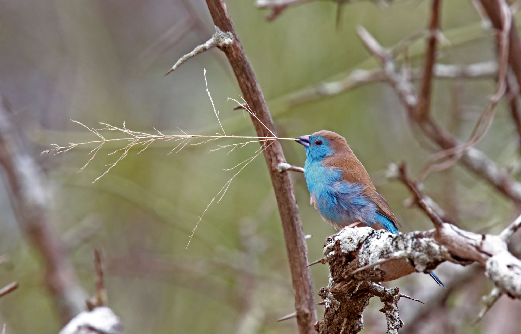 Blue Waxbill_3572.jpg