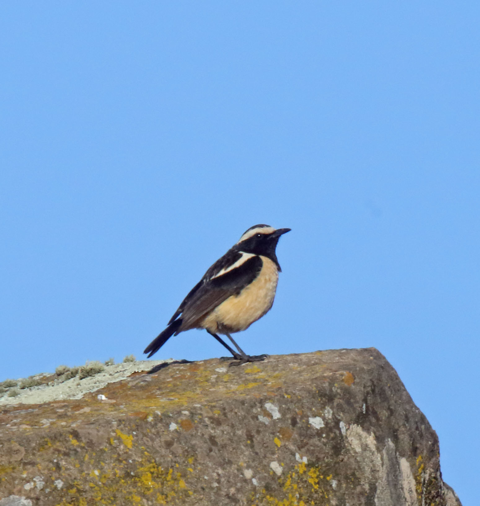 Buff-streaked Chat - male_6370.jpg