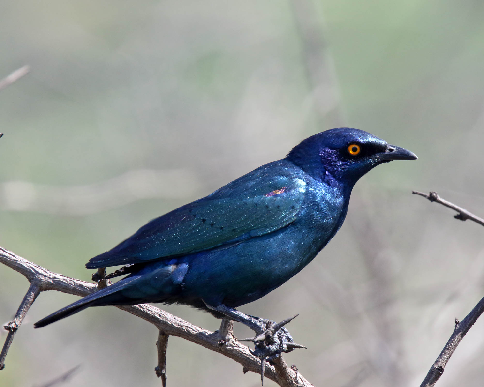 Cape Starling_4606.jpg