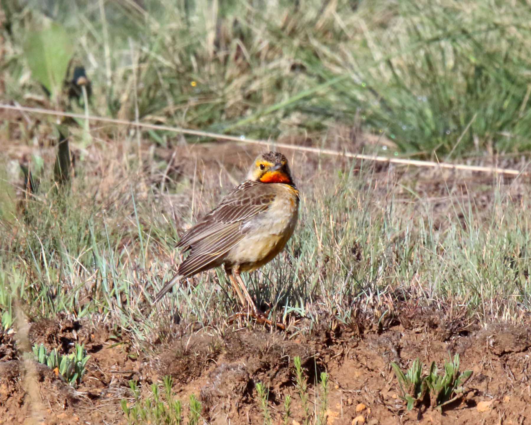 Cape Longclaw_6598.jpg