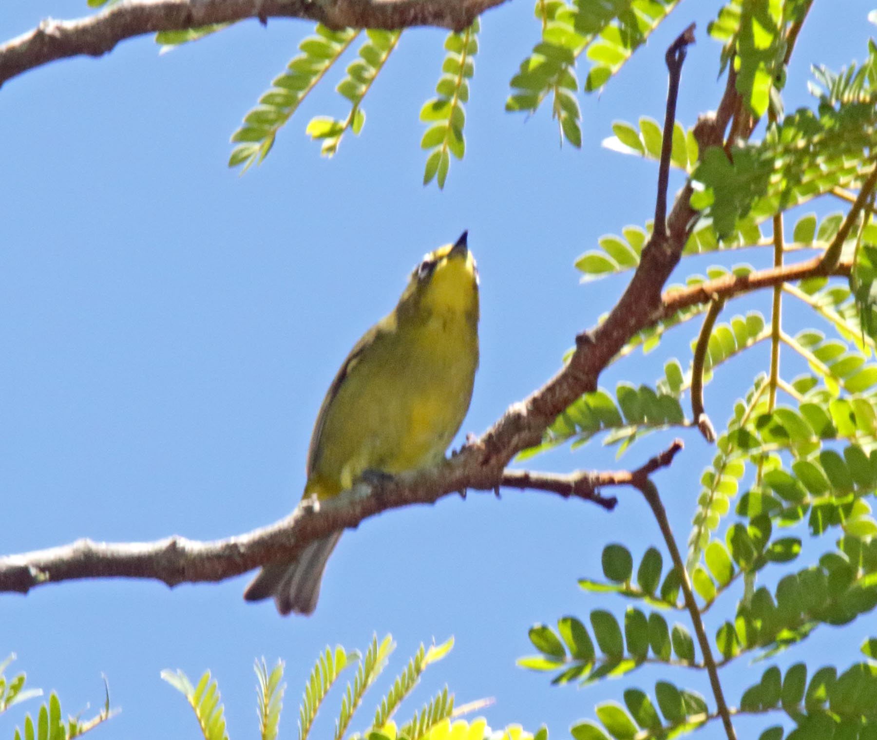 Cape White-eye_1419.jpg