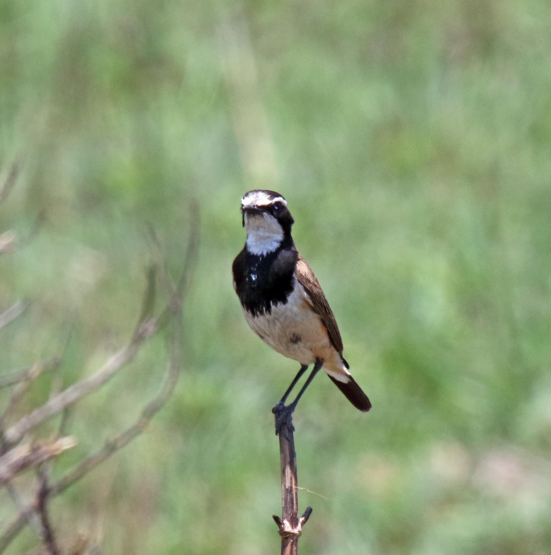 Capped Wheatear_8224.jpg