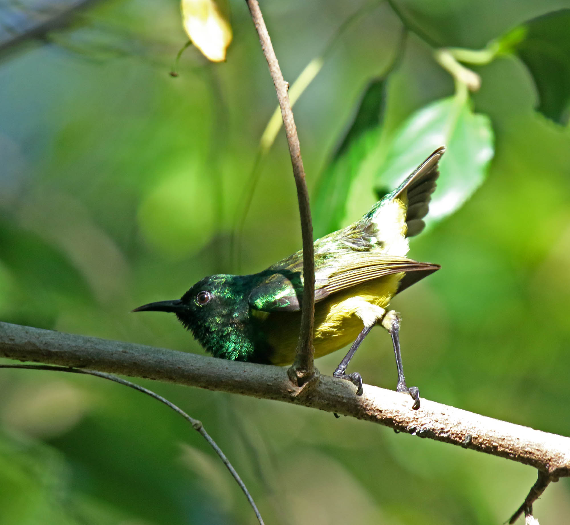 Collared Sunbird - male_2923.jpg