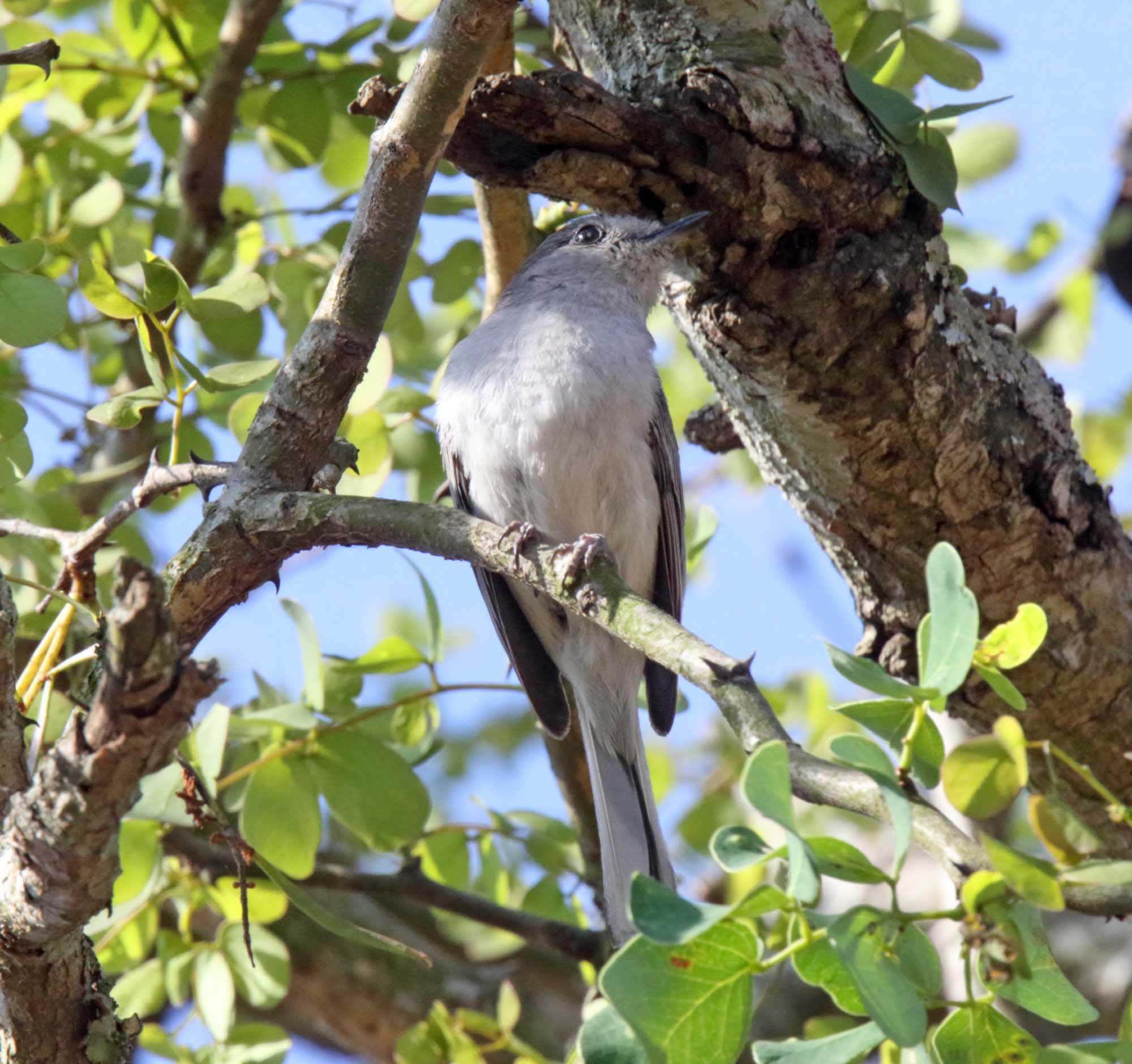 Grey Tit-Flycatcher_9242.jpg