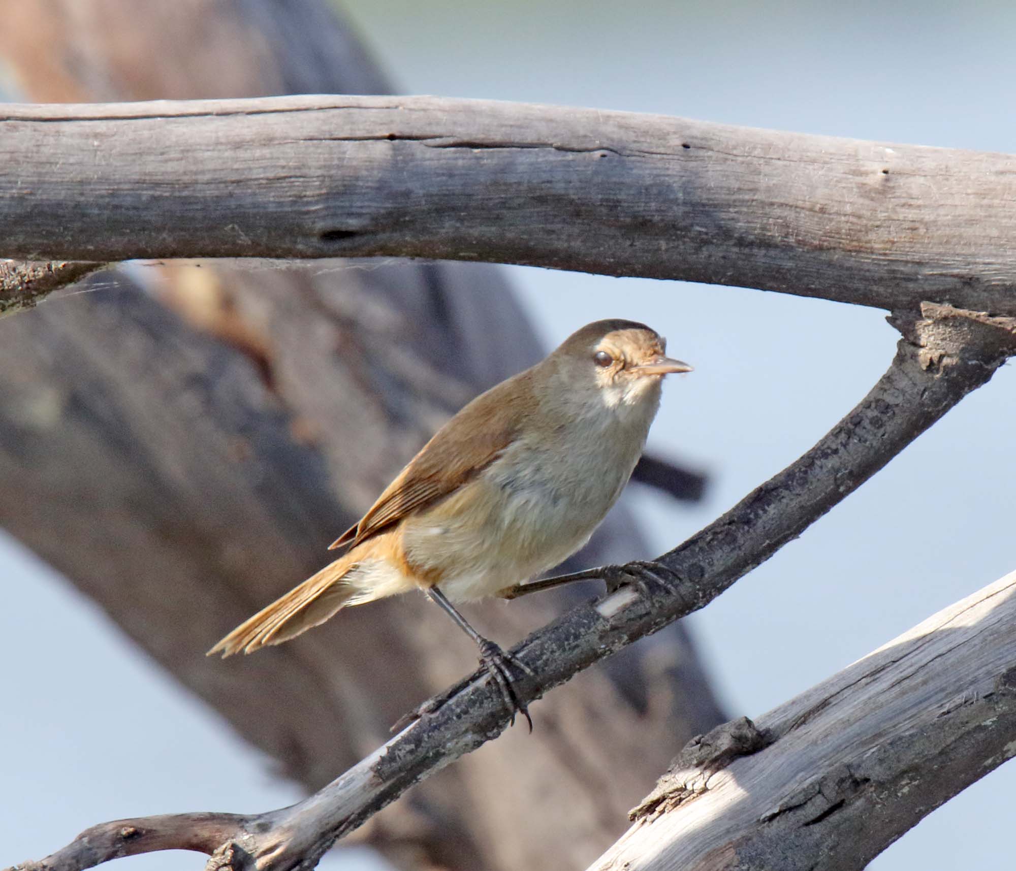 Great Reed Warbler_7697.jpg