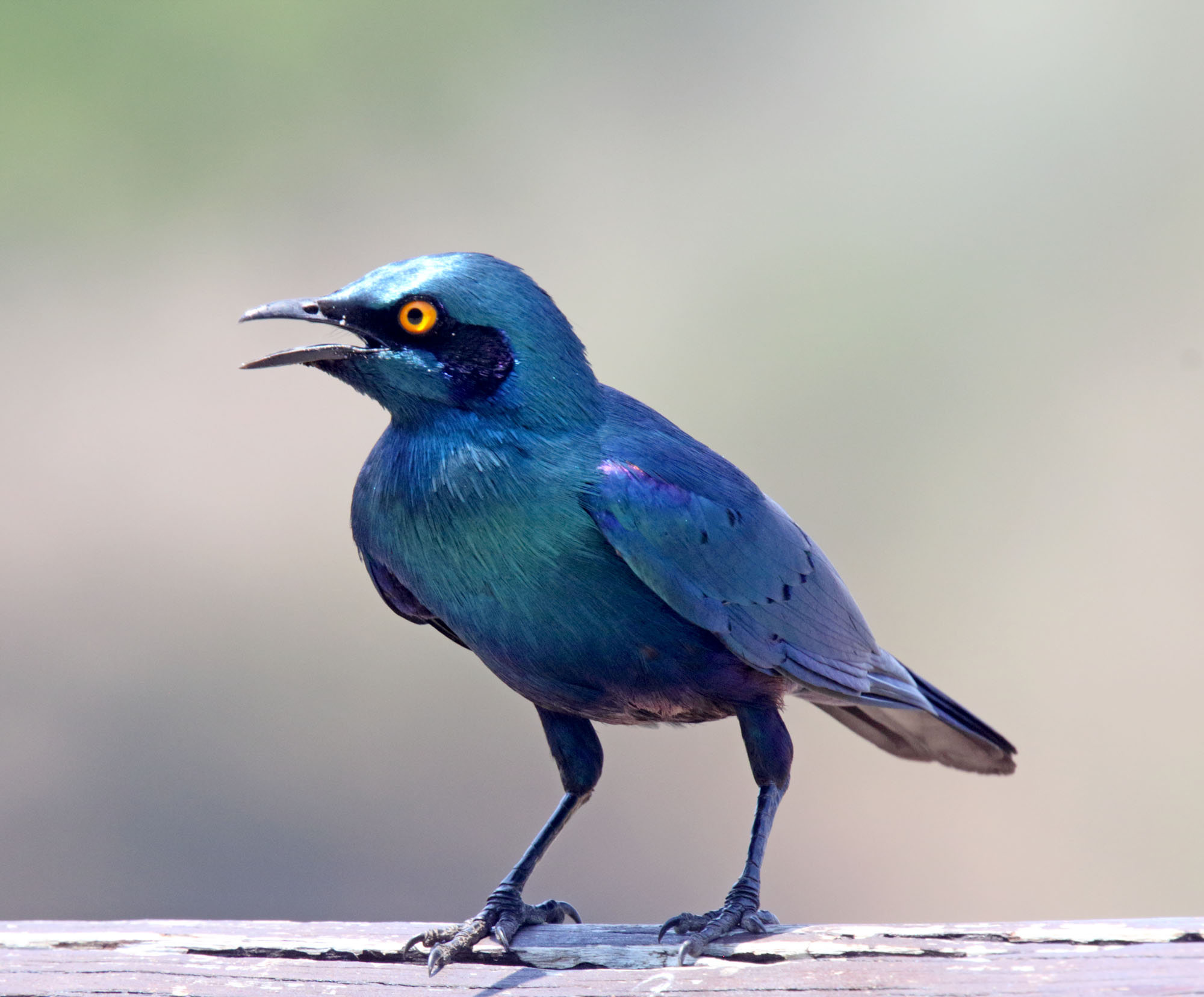 Greater Blue-eared Starling_0490.jpg