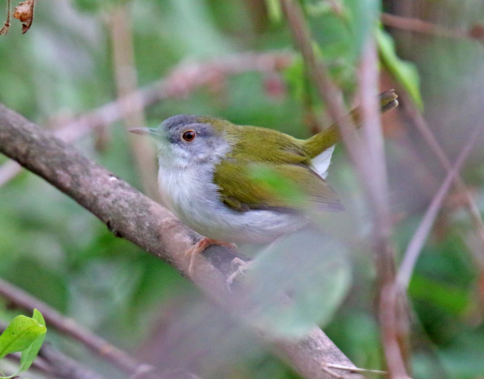Green-backed Camaroptera_1284.jpg