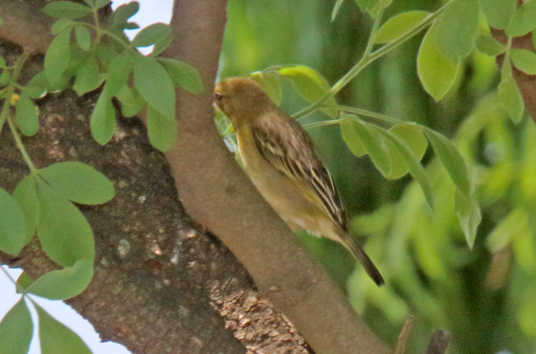Icterine Warbler_8027.jpg