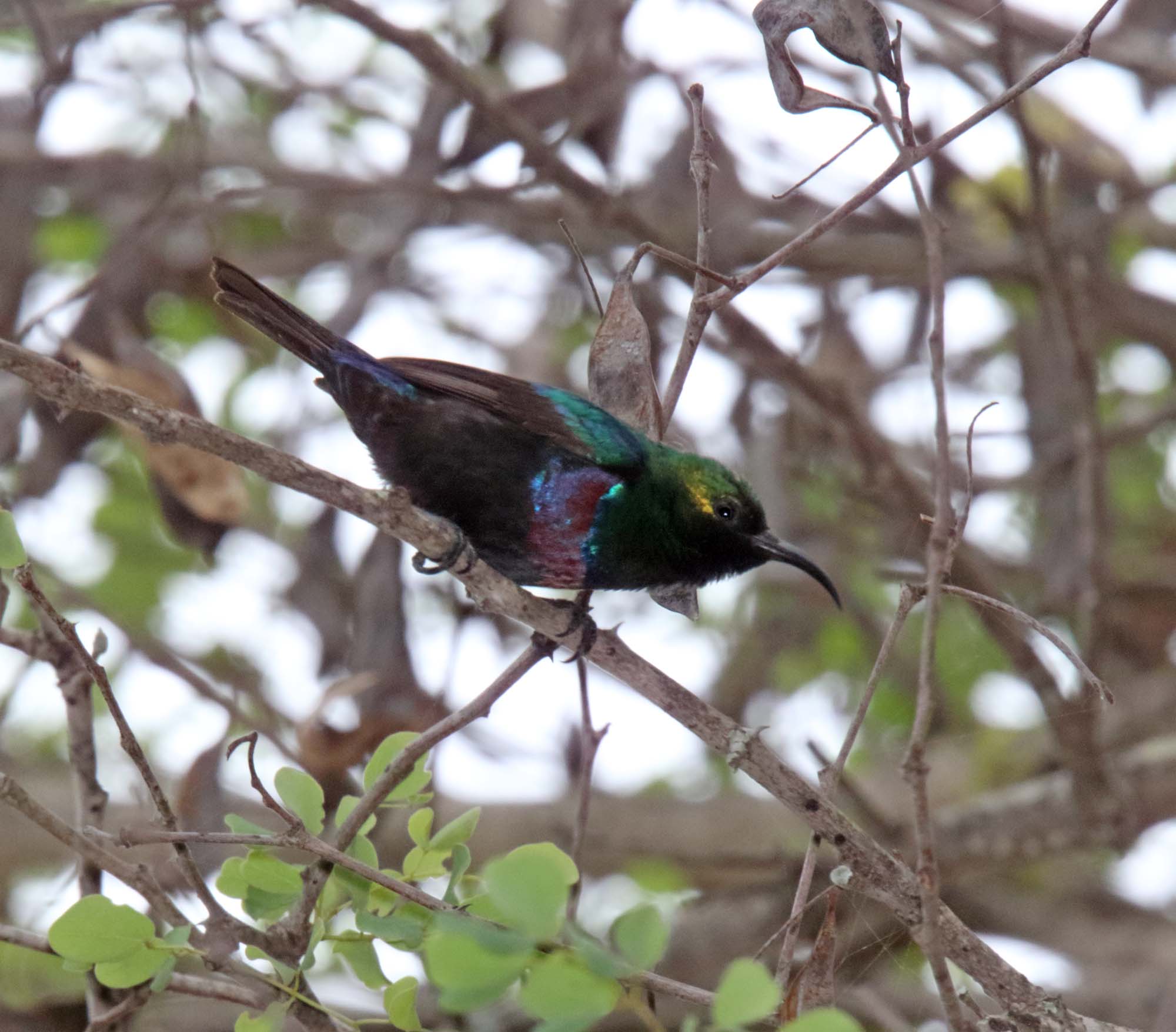 Marico Sunbird - male_3498.jpg