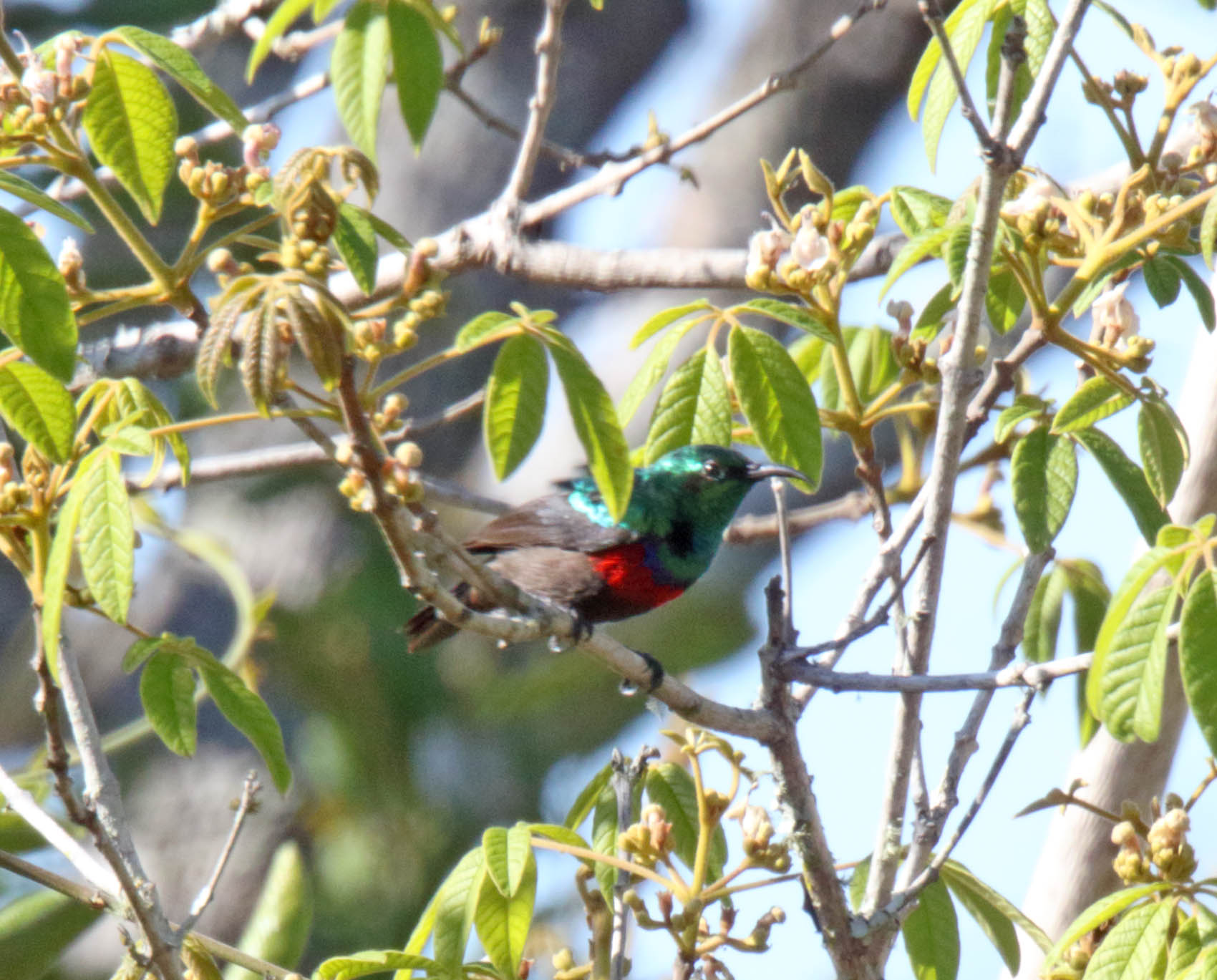 Neergaards Sunbird - male_6444.jpg