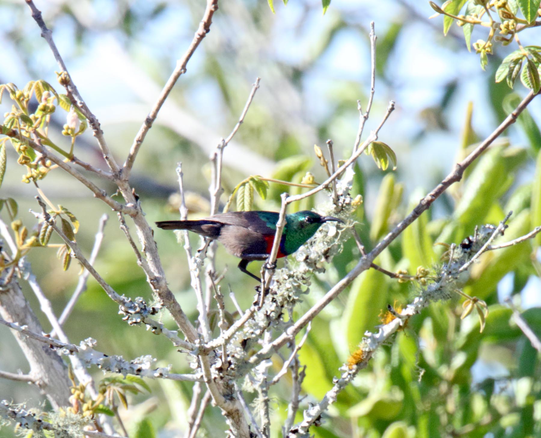 Neergaards Sunbird - male_6465.jpg