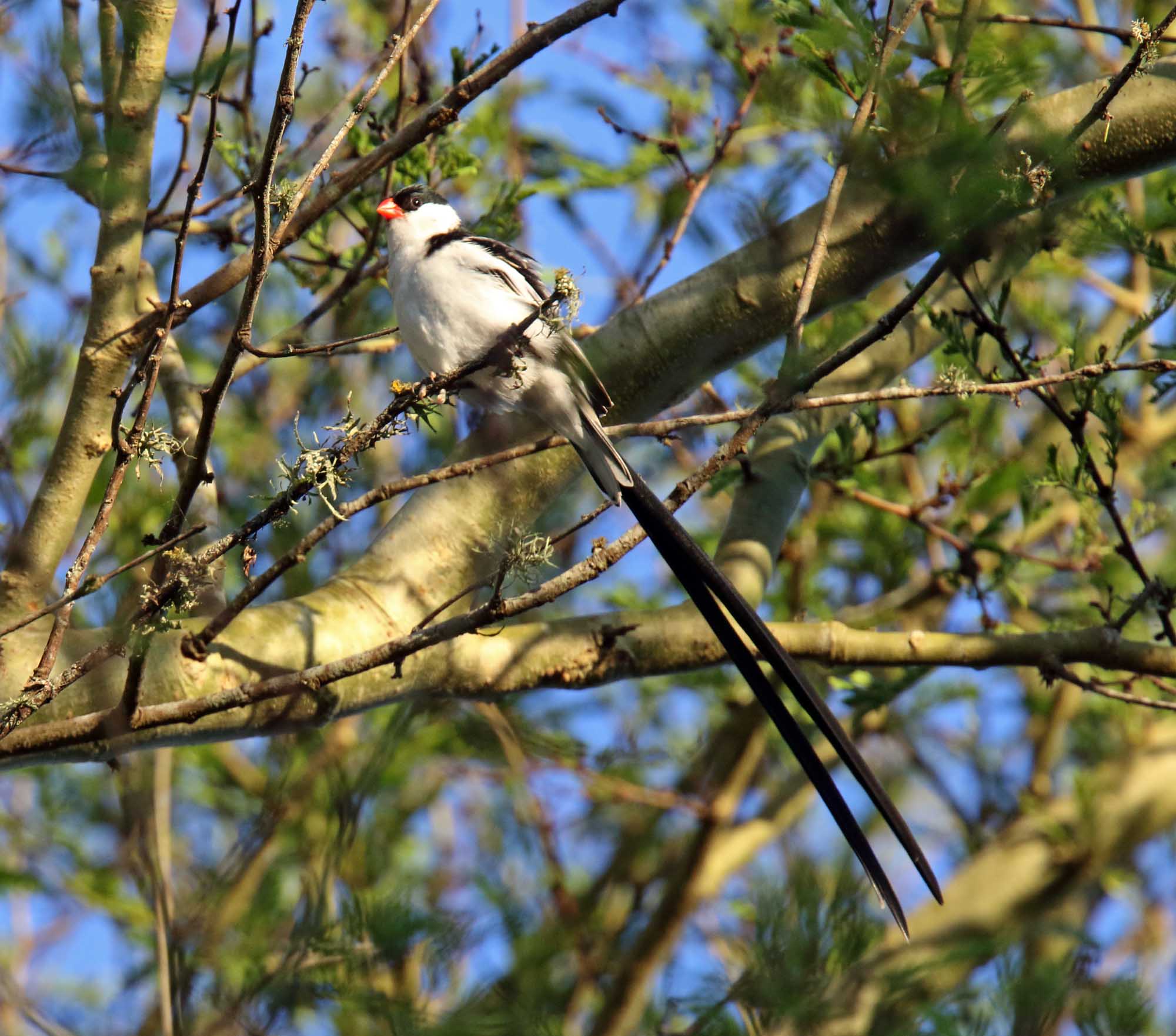 Pin-tailed Whydah - male_3893.jpg