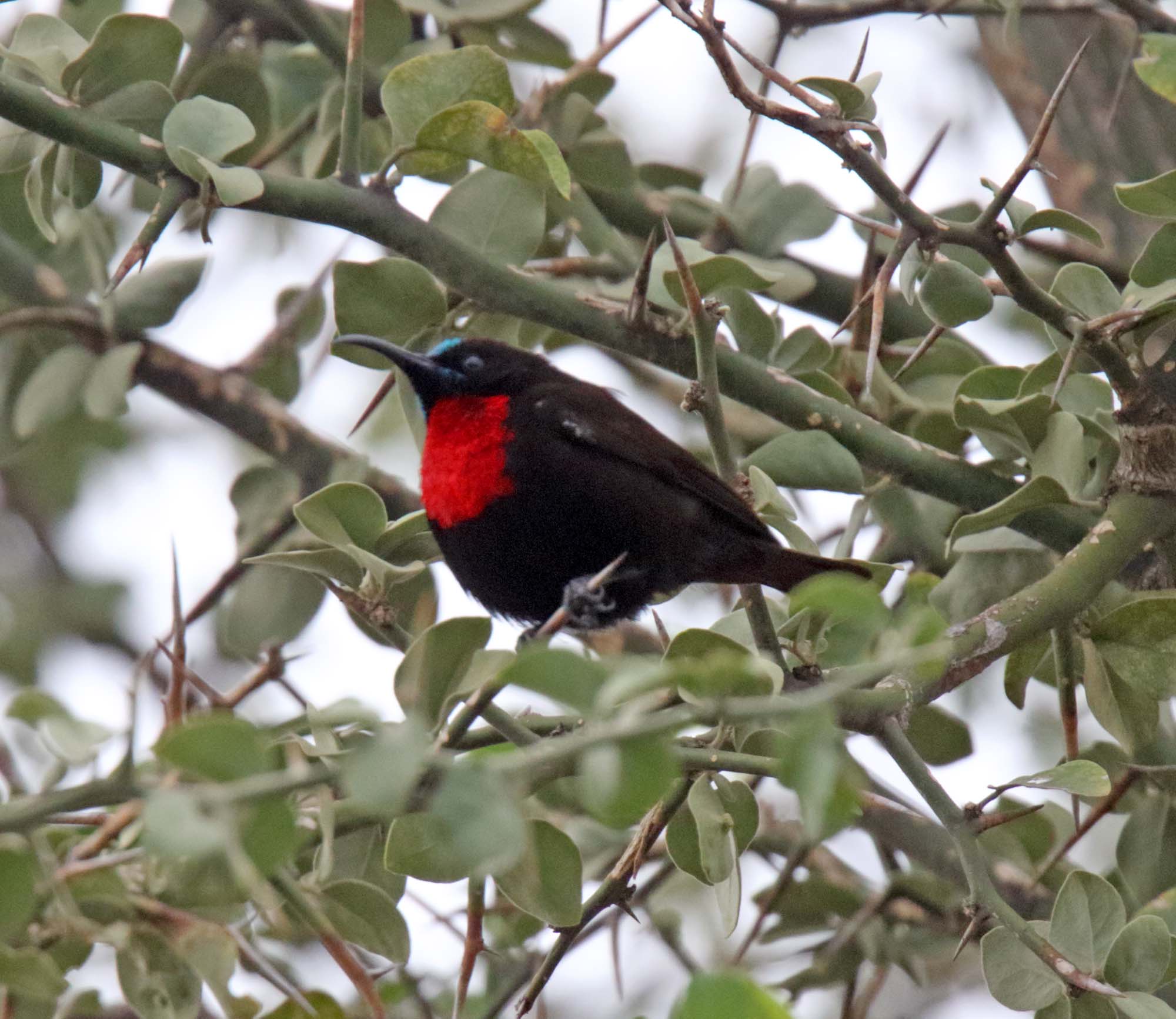 Scarlet-chested Sunbird - male_1191.jpg