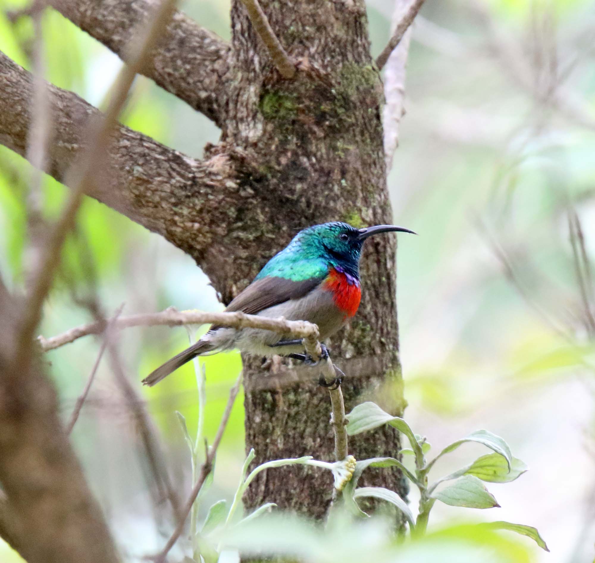 Southern Double-collared Sunbird - male_5398.jpg