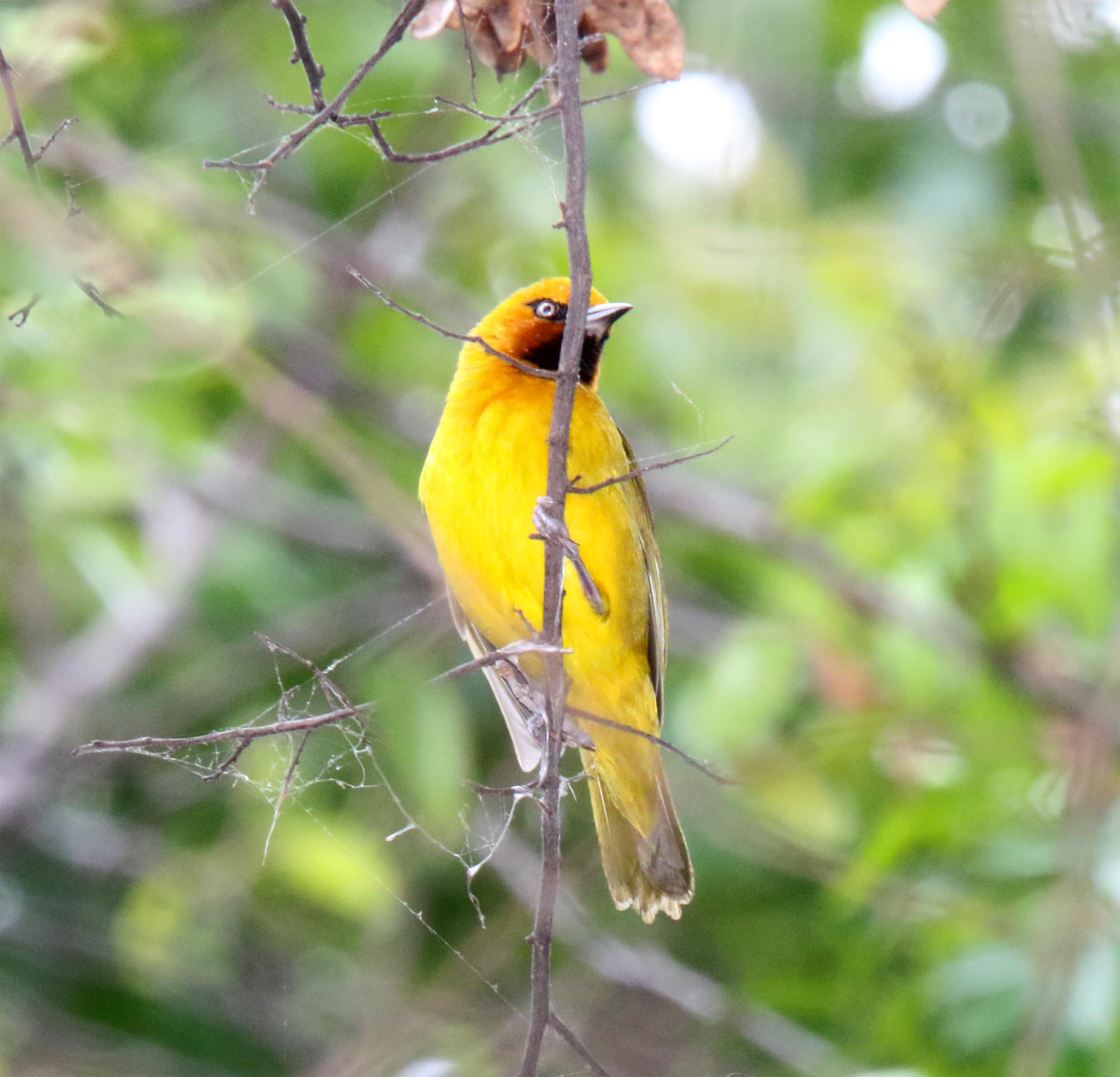 Spectacled Weaver_8614.jpg