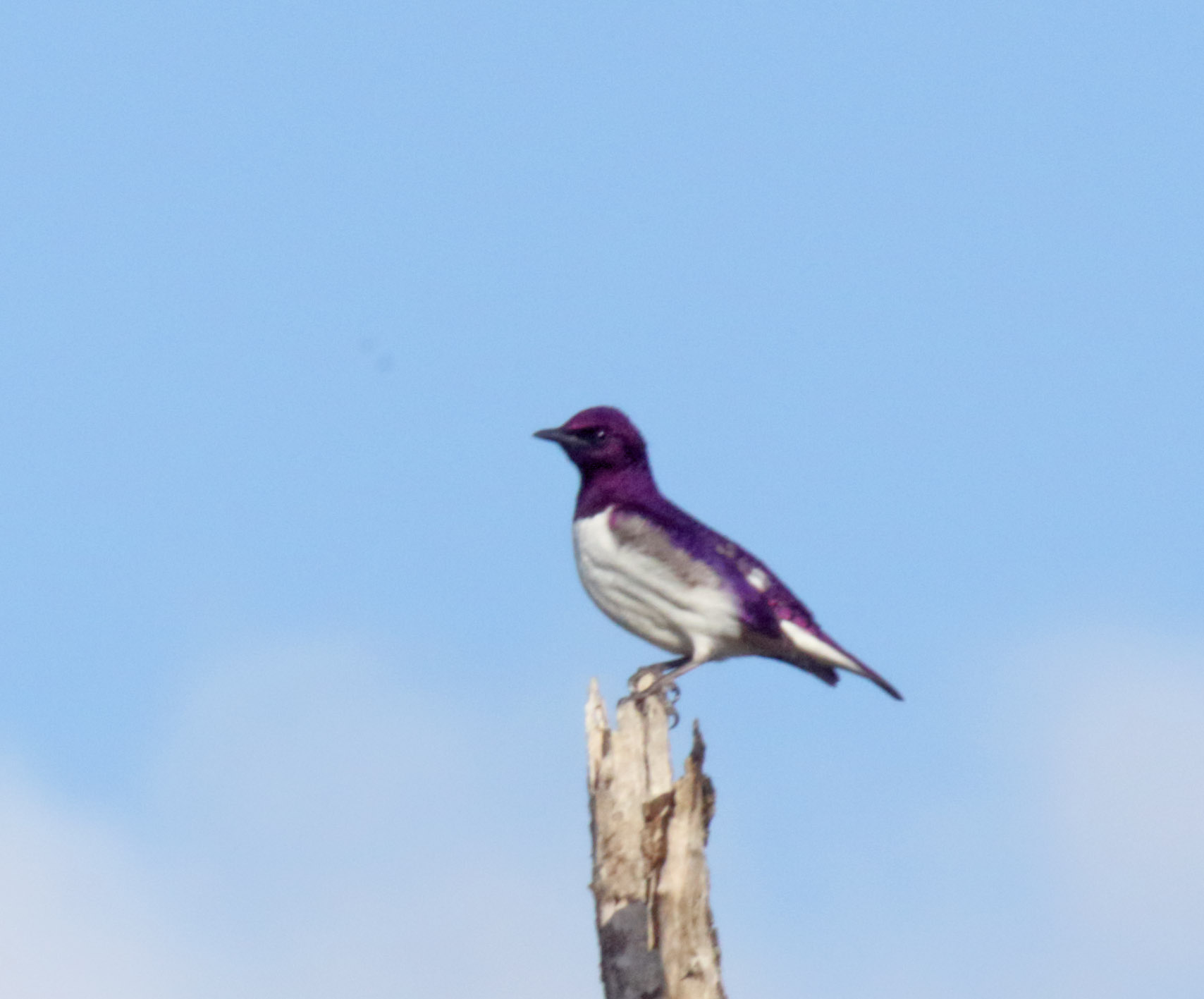 Violet-backed Starling_8529.jpg