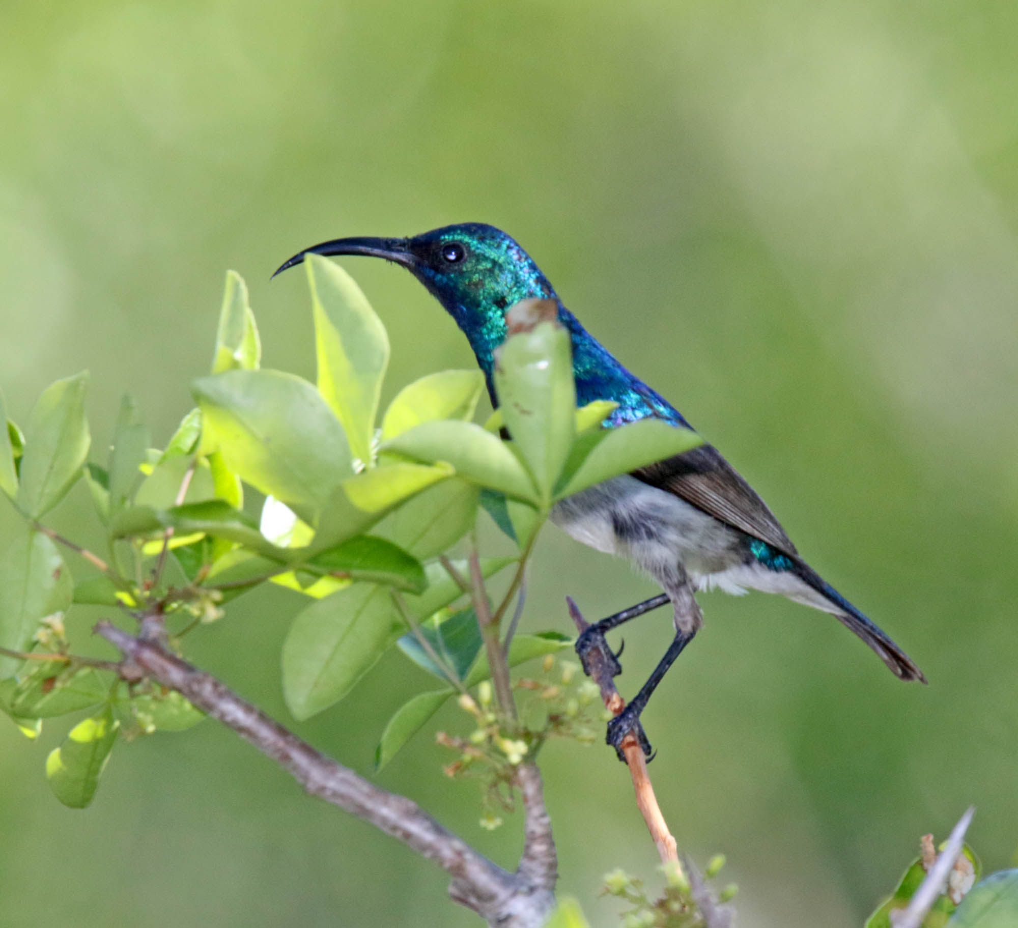 White-bellied Sunbird - male_5808.jpg