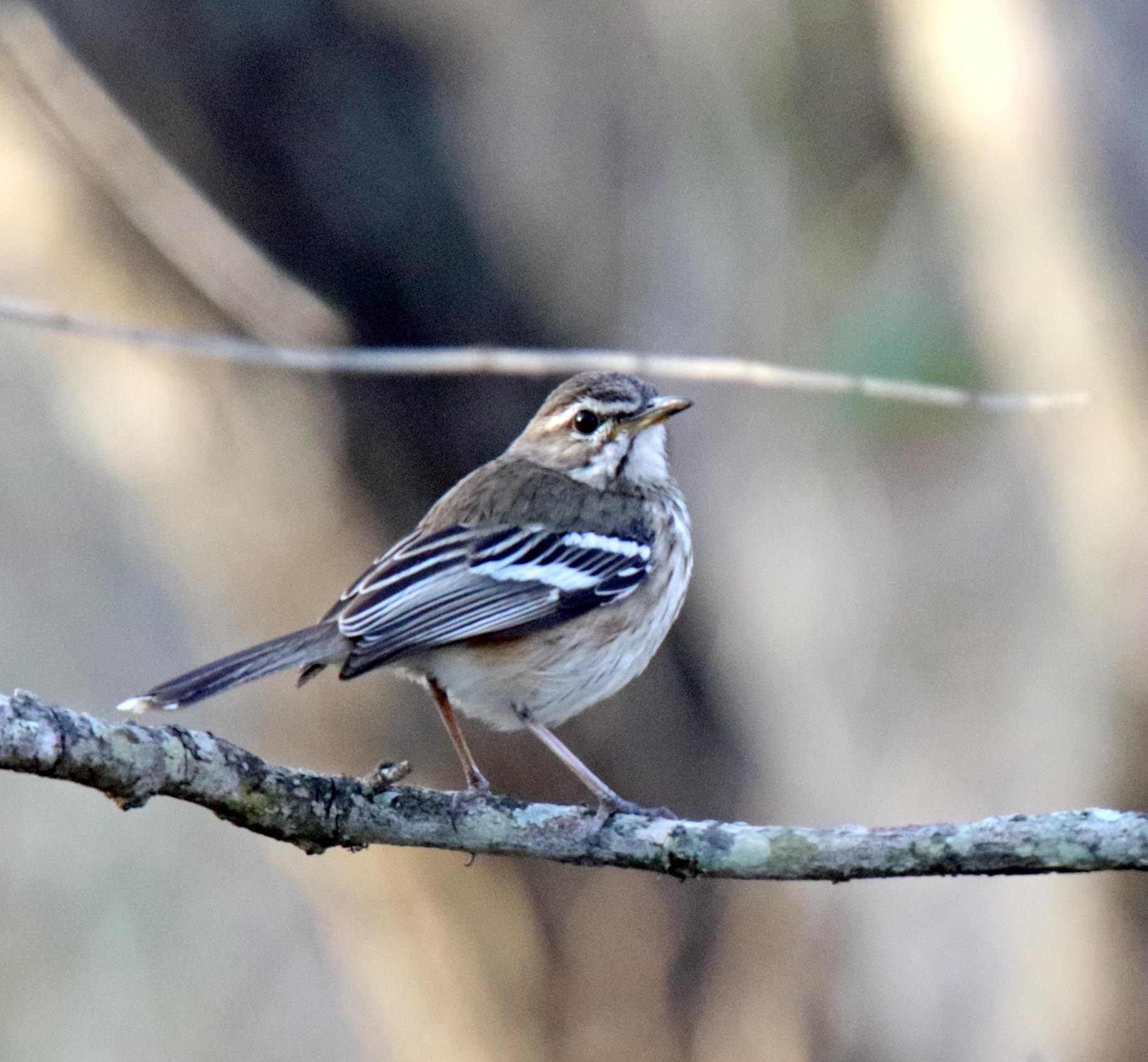 White-browed Scrub Robin_9841.jpg
