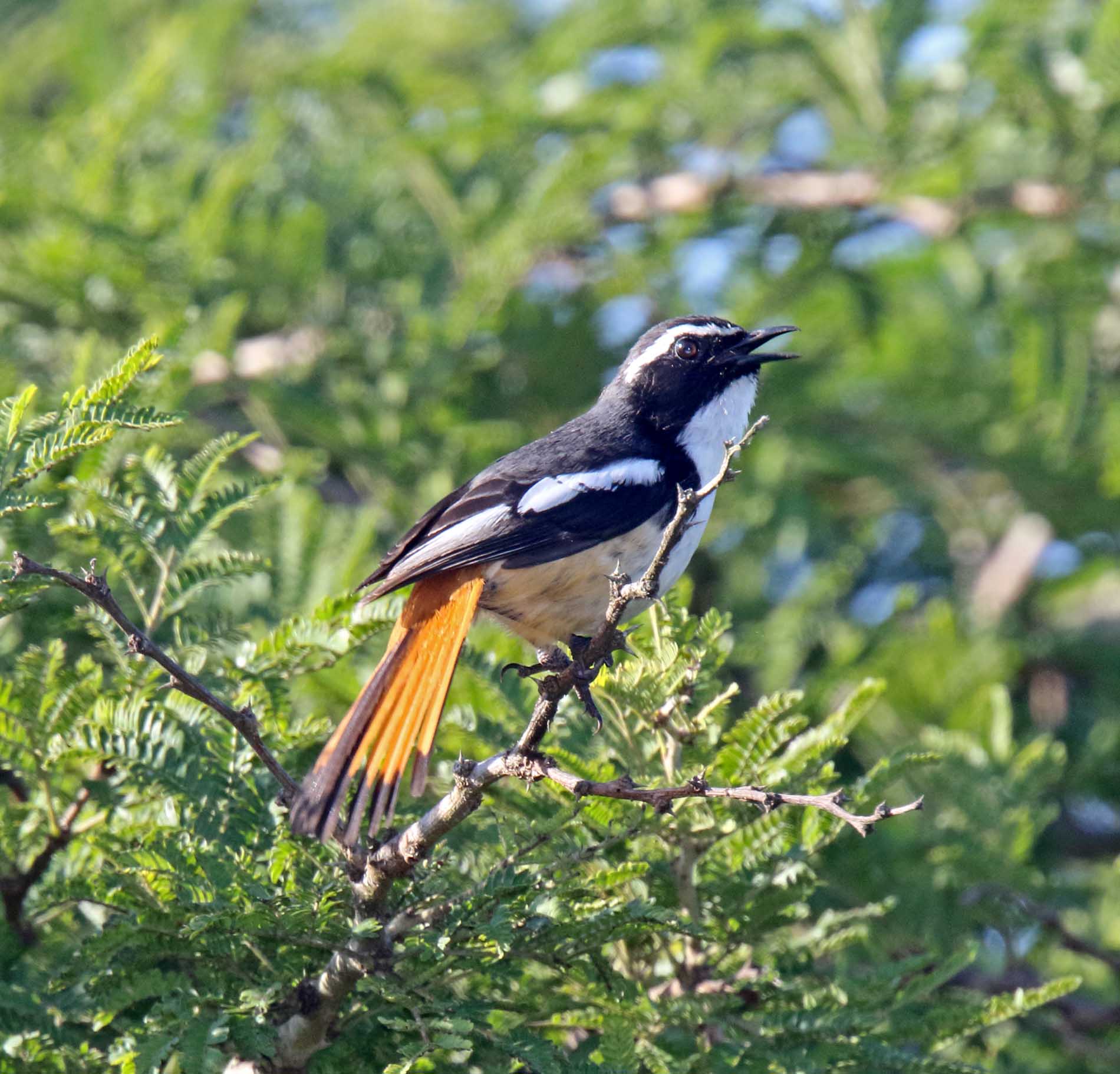 White-throated Robin-Chat_4283.jpg