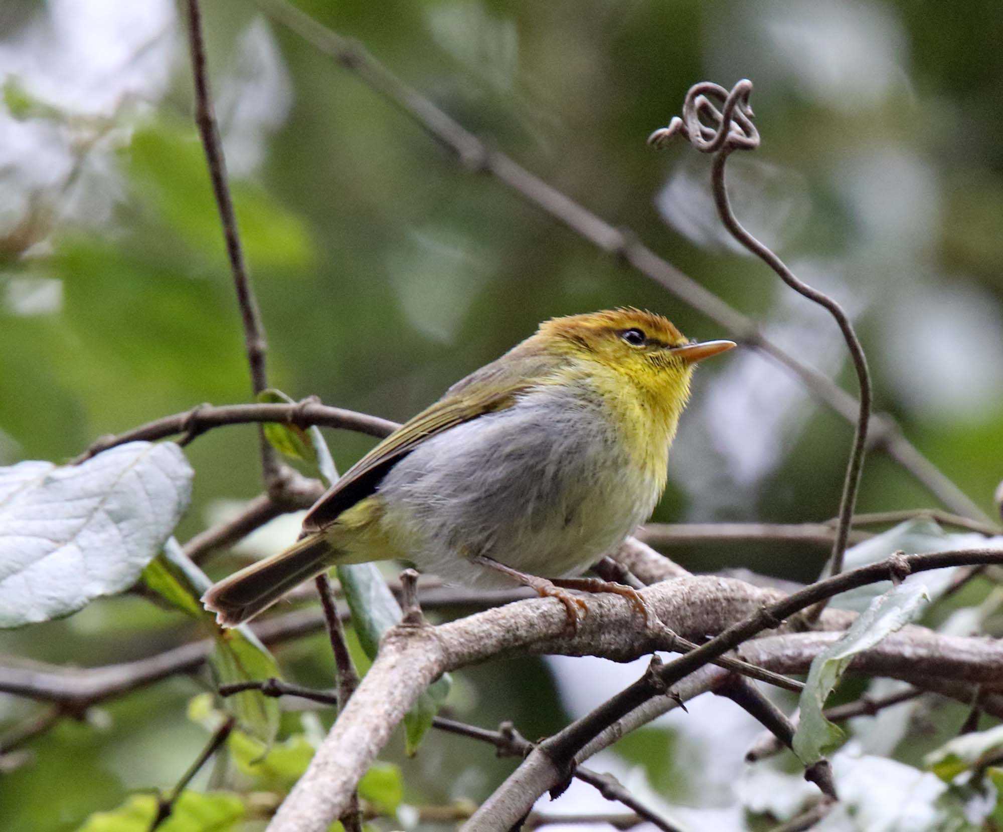 Yellow-throated Woodland Warbler_5625.jpg