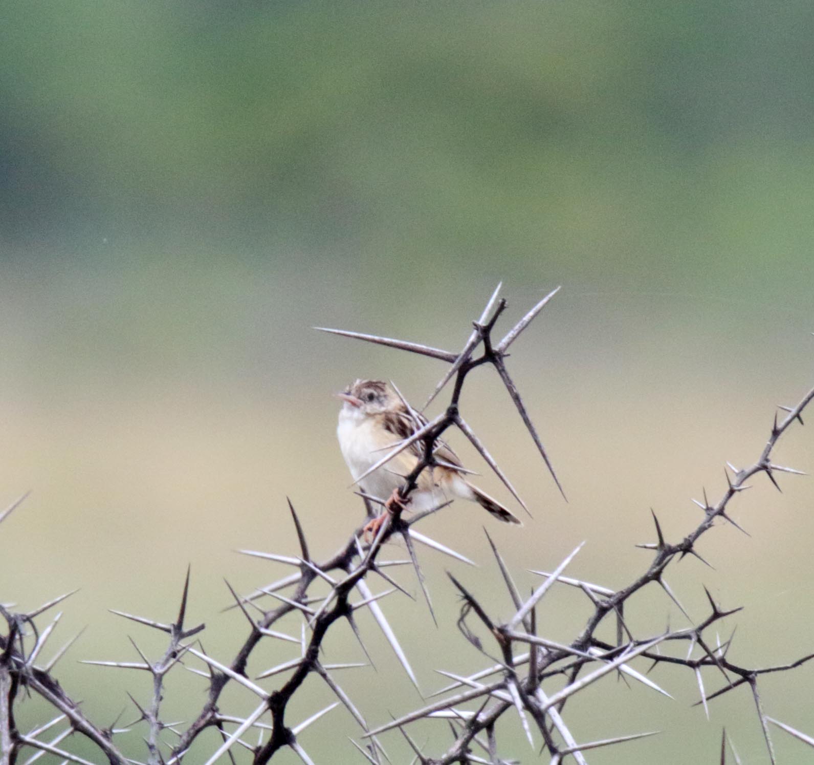 Zitting Cisticola_7634.jpg