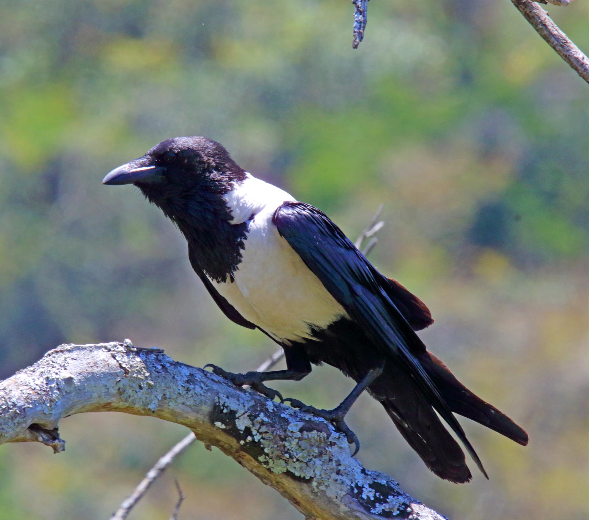 Pied_Crow_5099.jpg