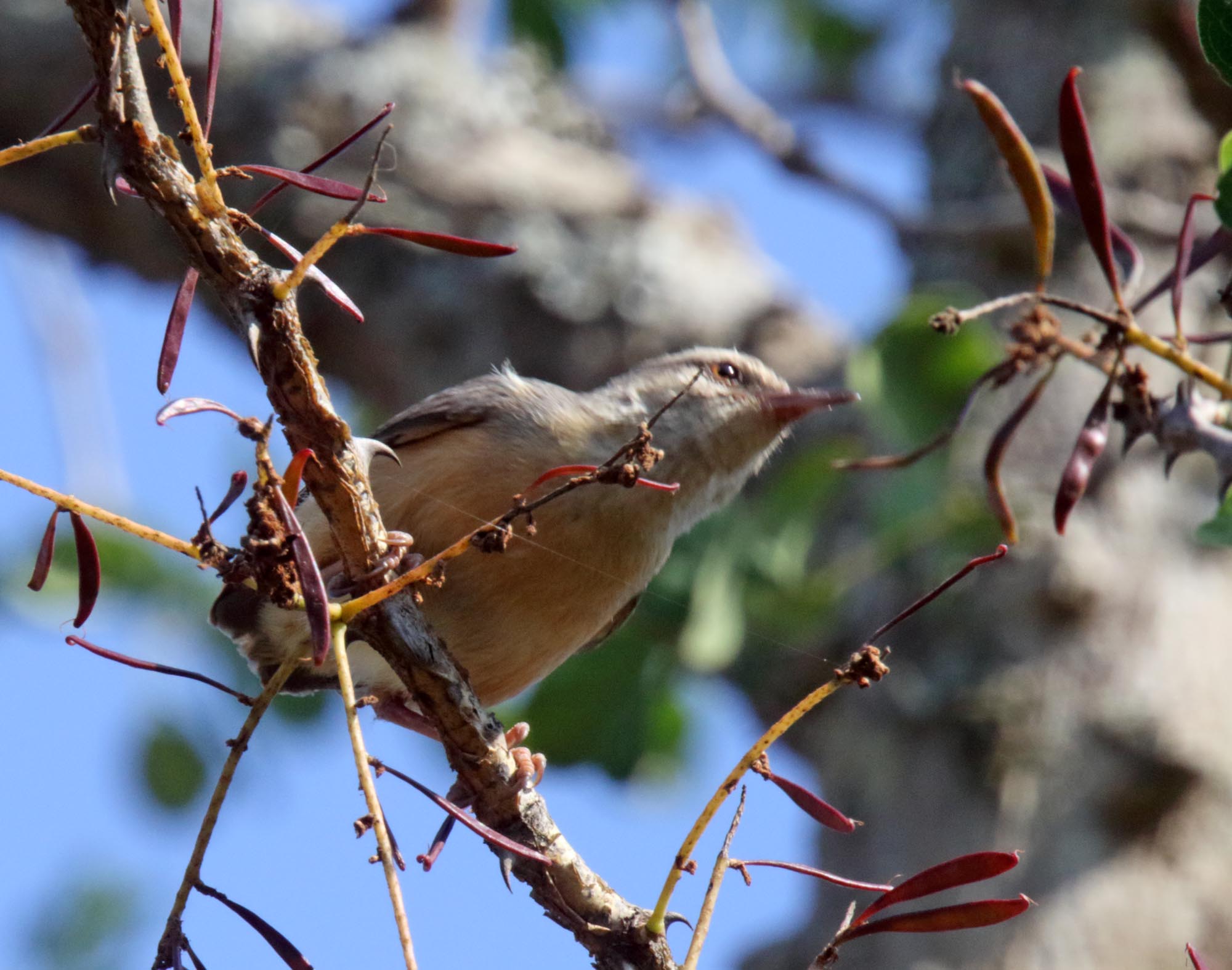 Long-billed Crombec_9281.jpg