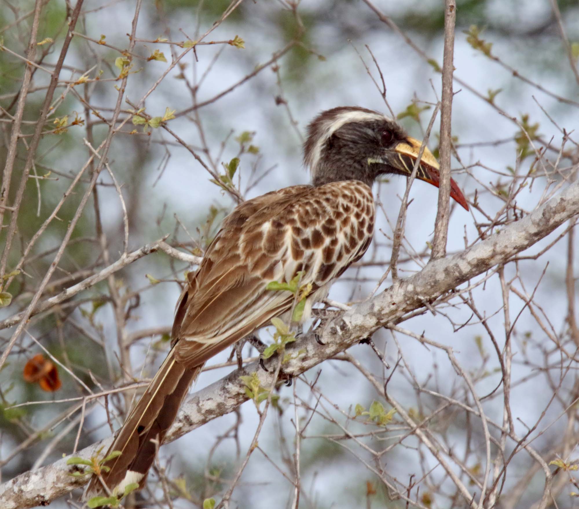 African Gray Hornbill_female_1999.jpg