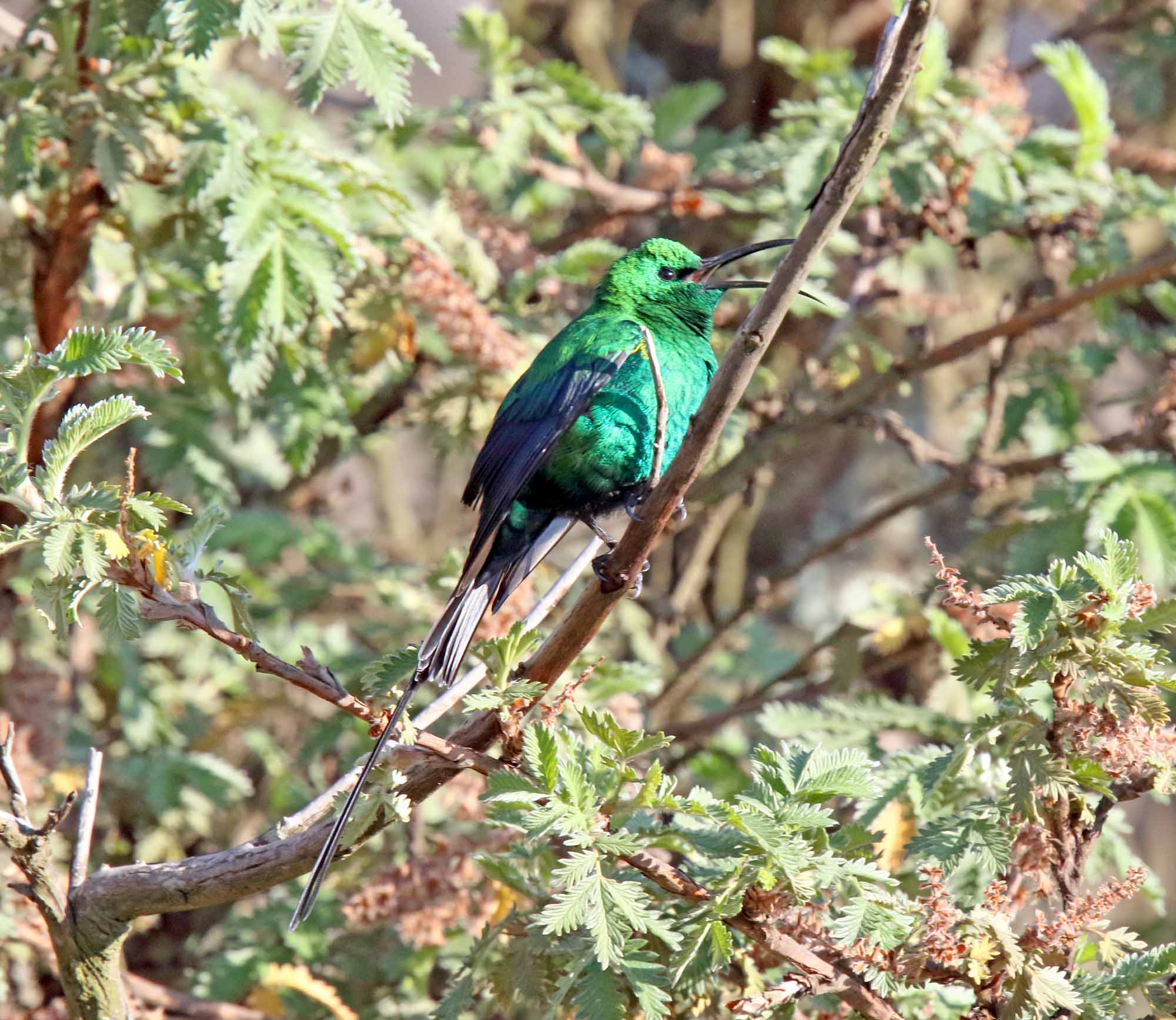 Malachite Sunbird - male_6355.jpg