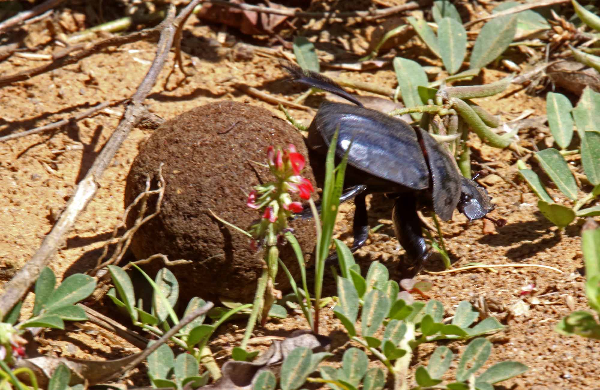 Dung Beetle_3116.jpg
