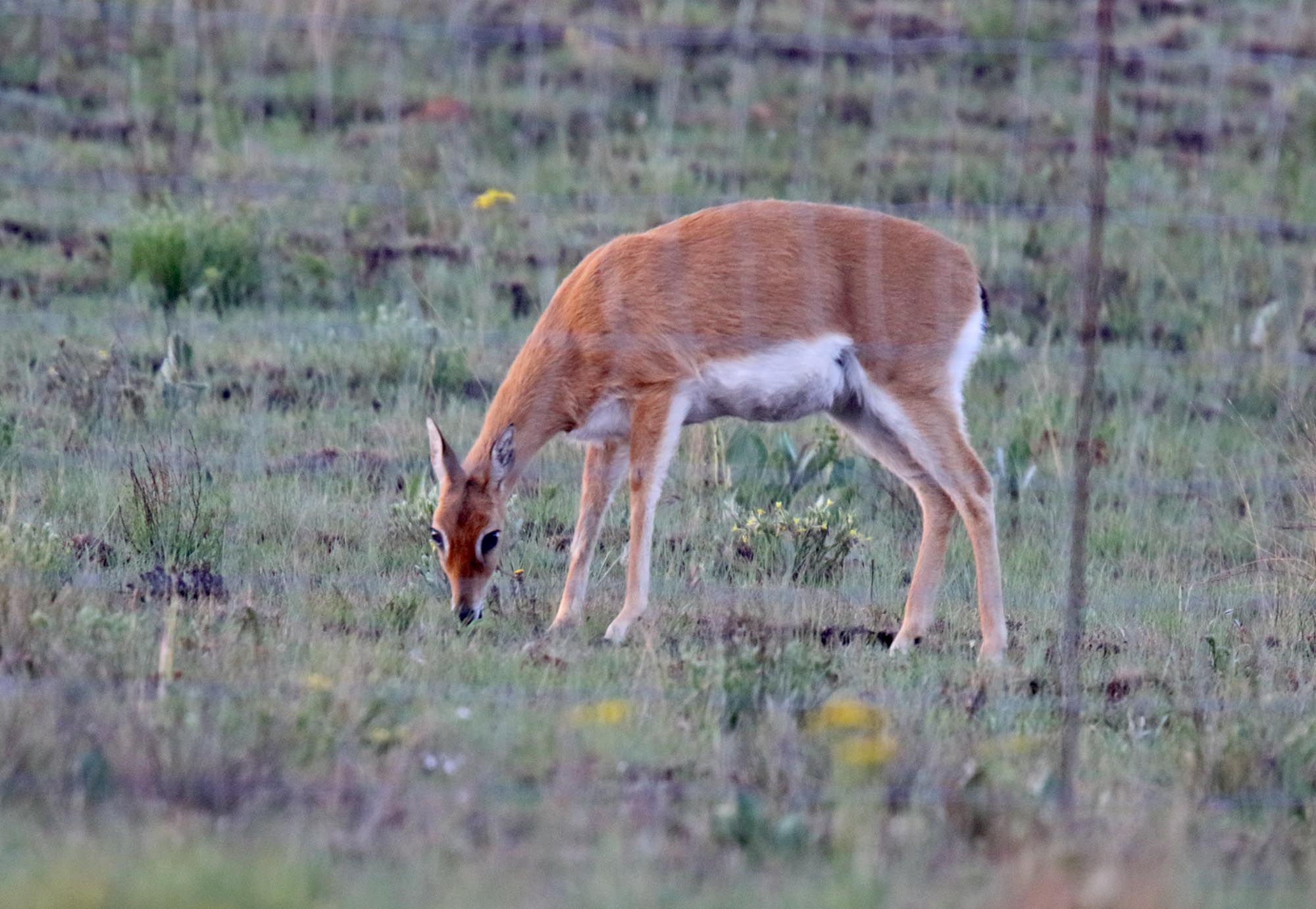 Oribi - female_6099.jpg