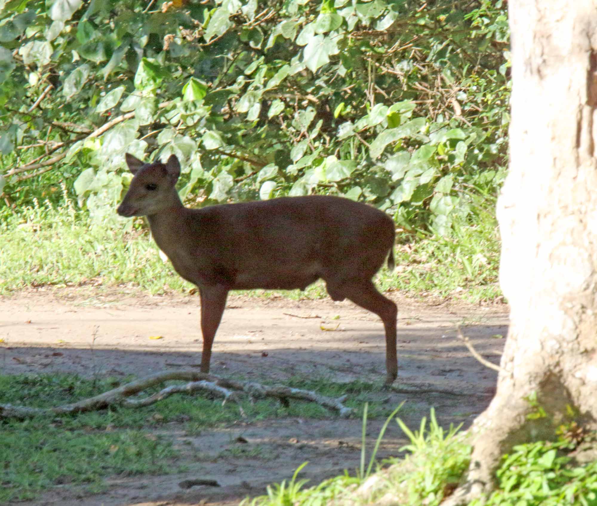 Red Duiker_5273.jpg