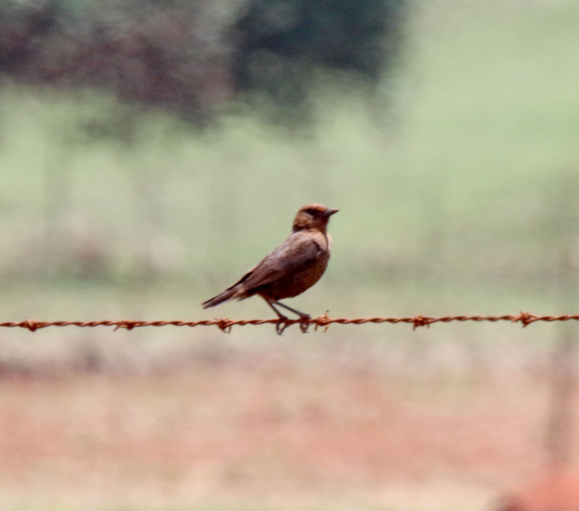 Ant-eating Chat_7417.jpg