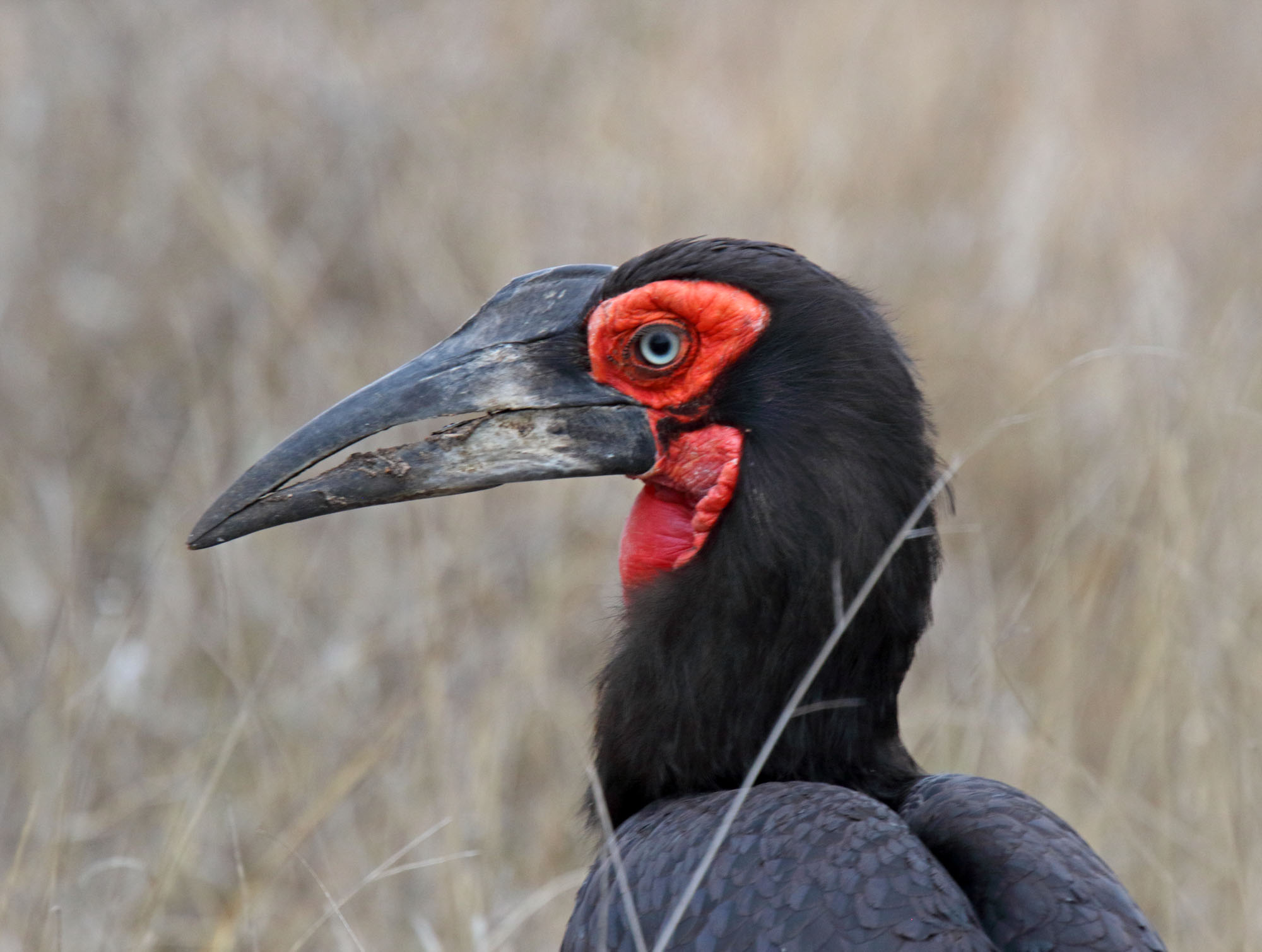 Southern Ground Hornbill_2360.jpg