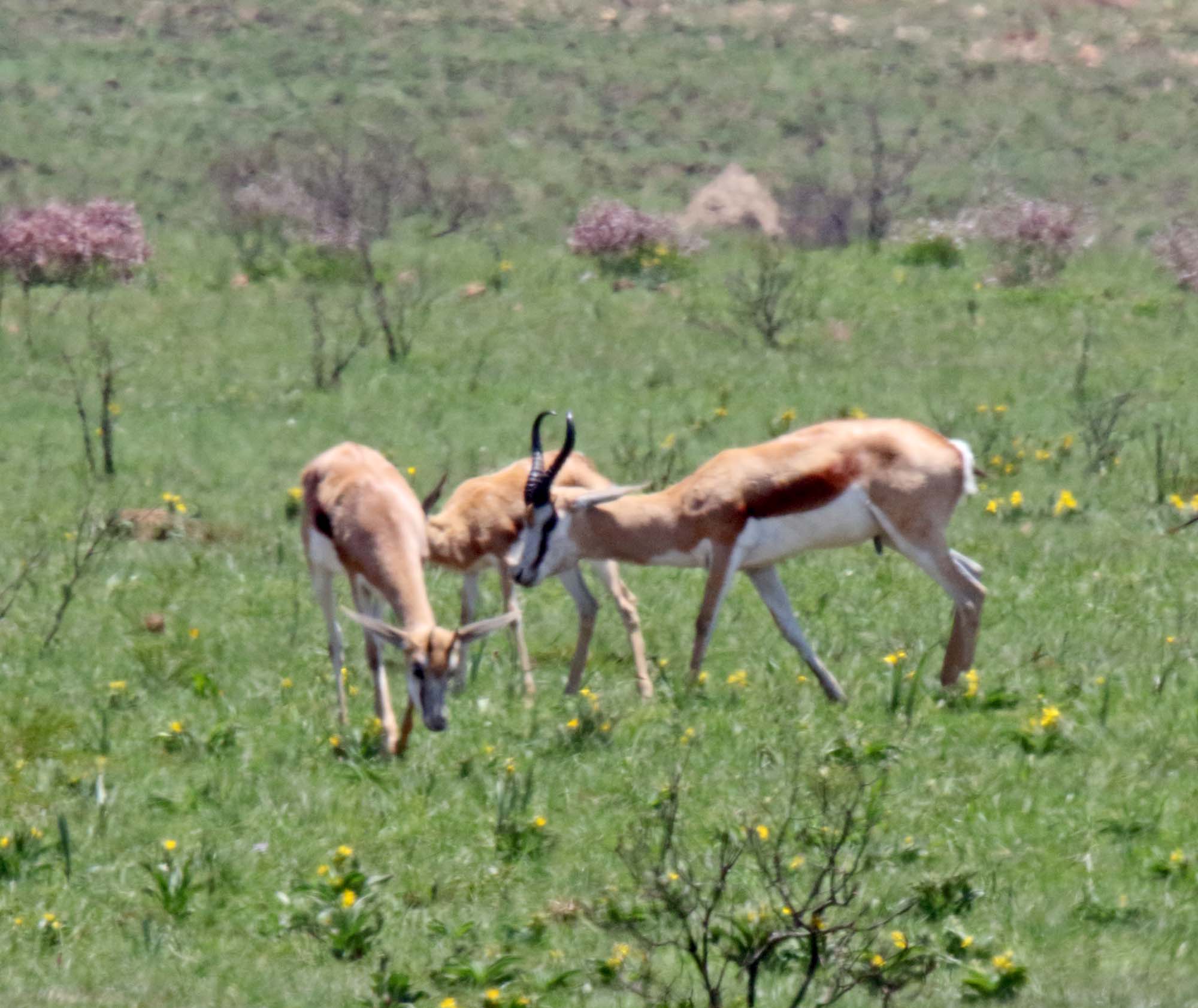 Springbok_8123.jpg