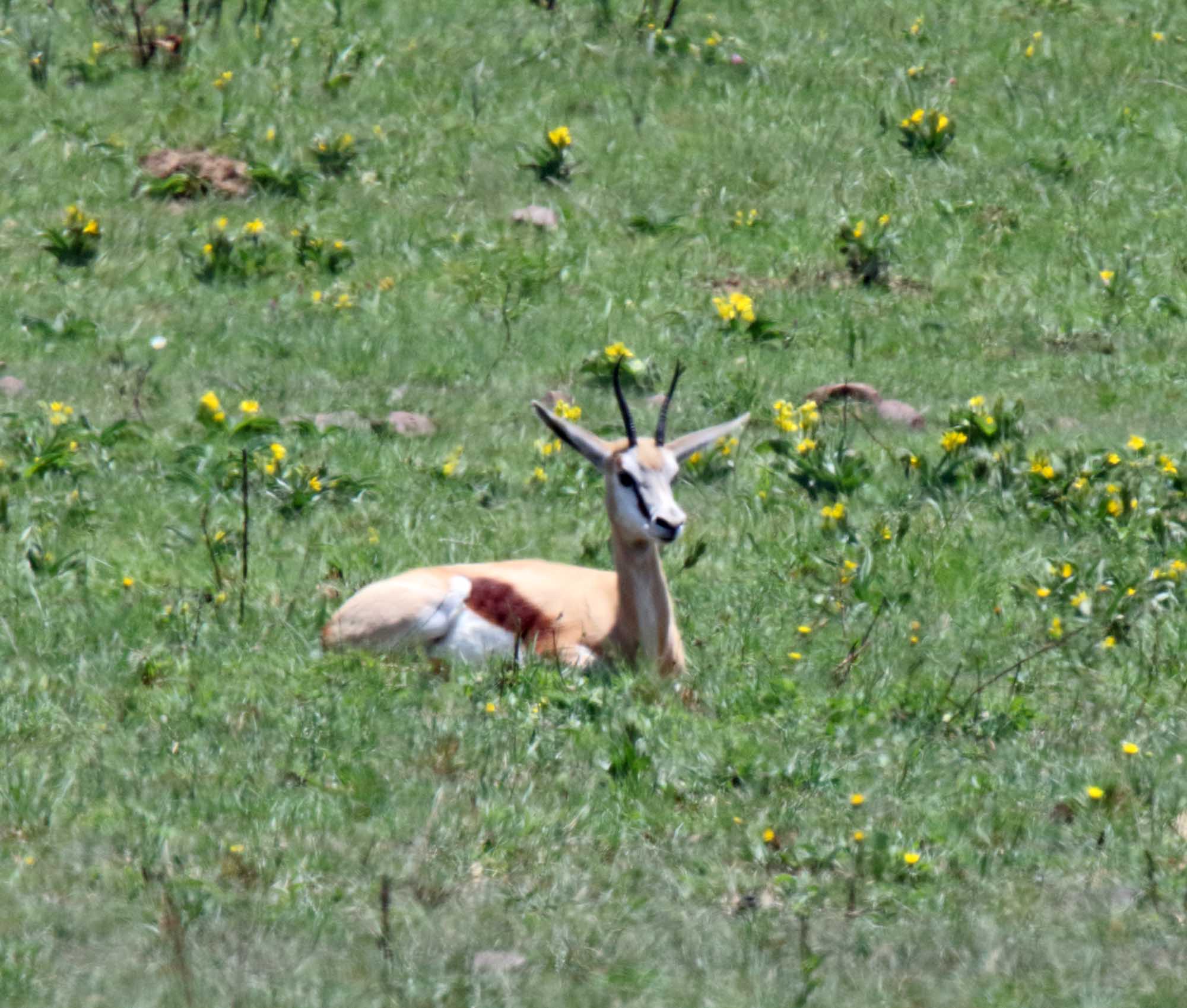 Springbok_8127.jpg