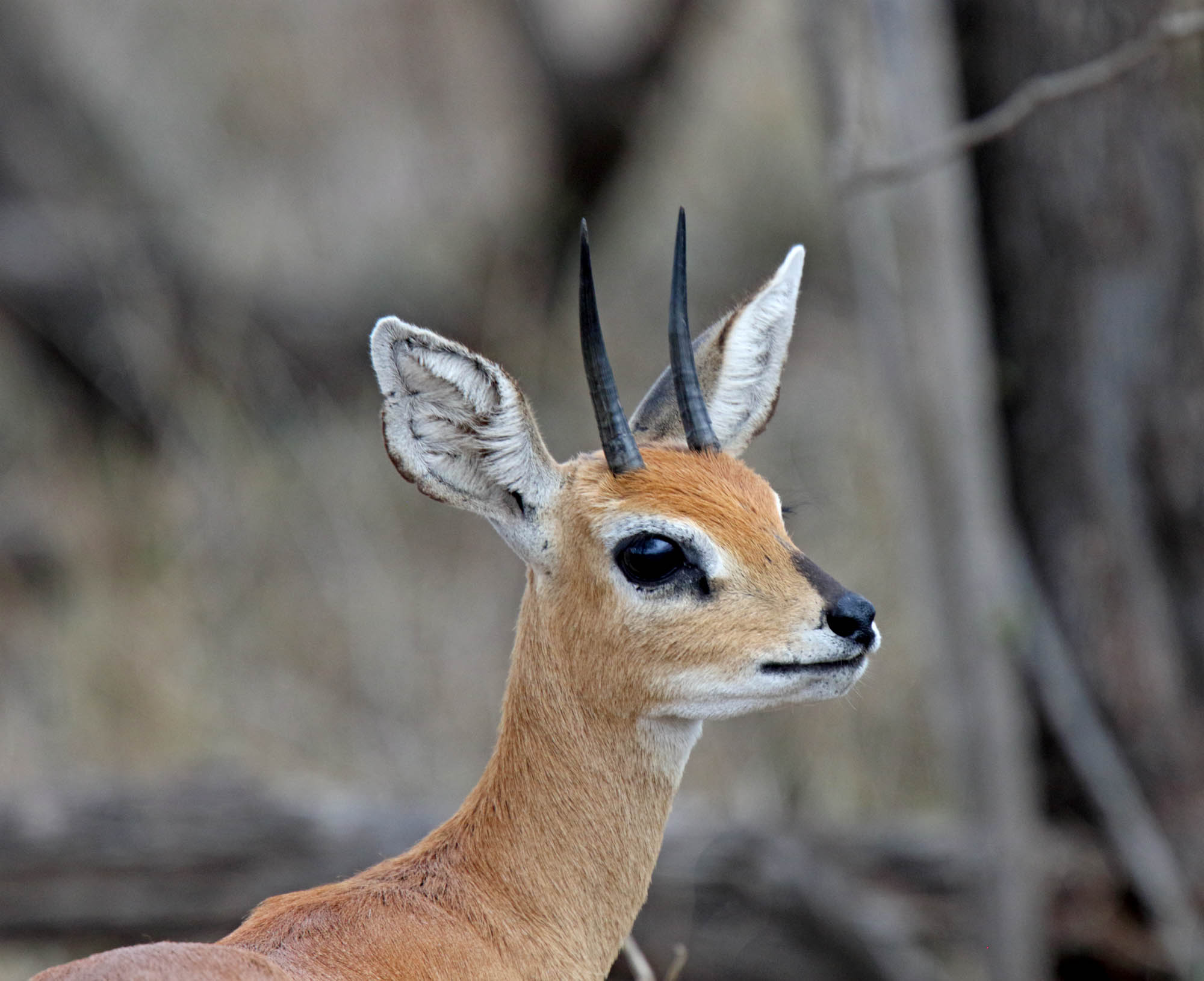 Steenbok - male_2278.jpg