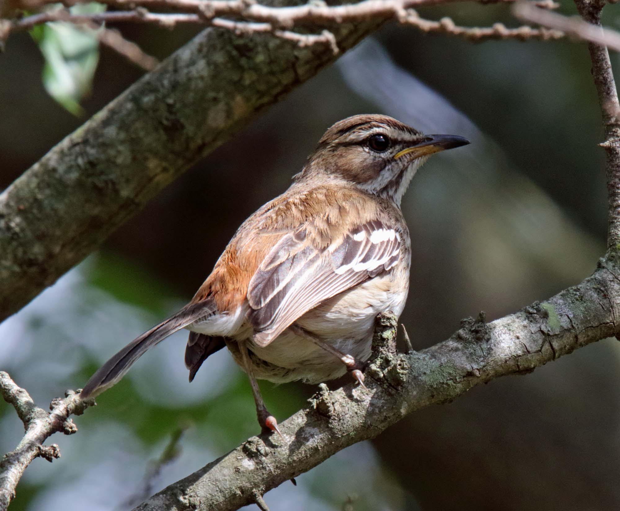 White-browed Scrub Robin_9406.jpg
