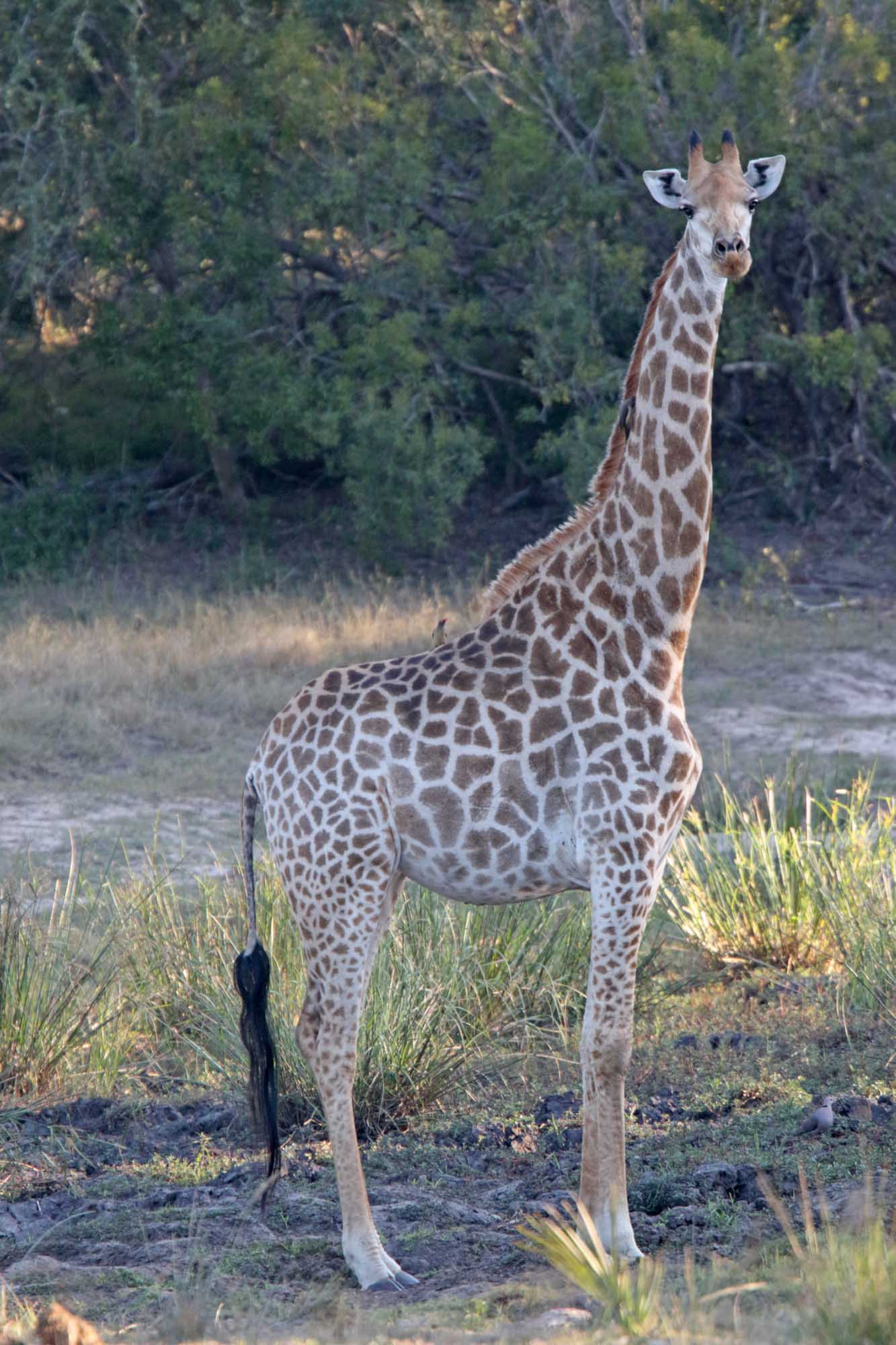 Southern Giraffe_5966.jpg