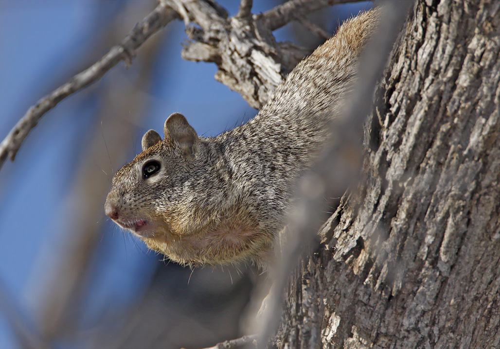 Rock Squirrel_9931.jpg