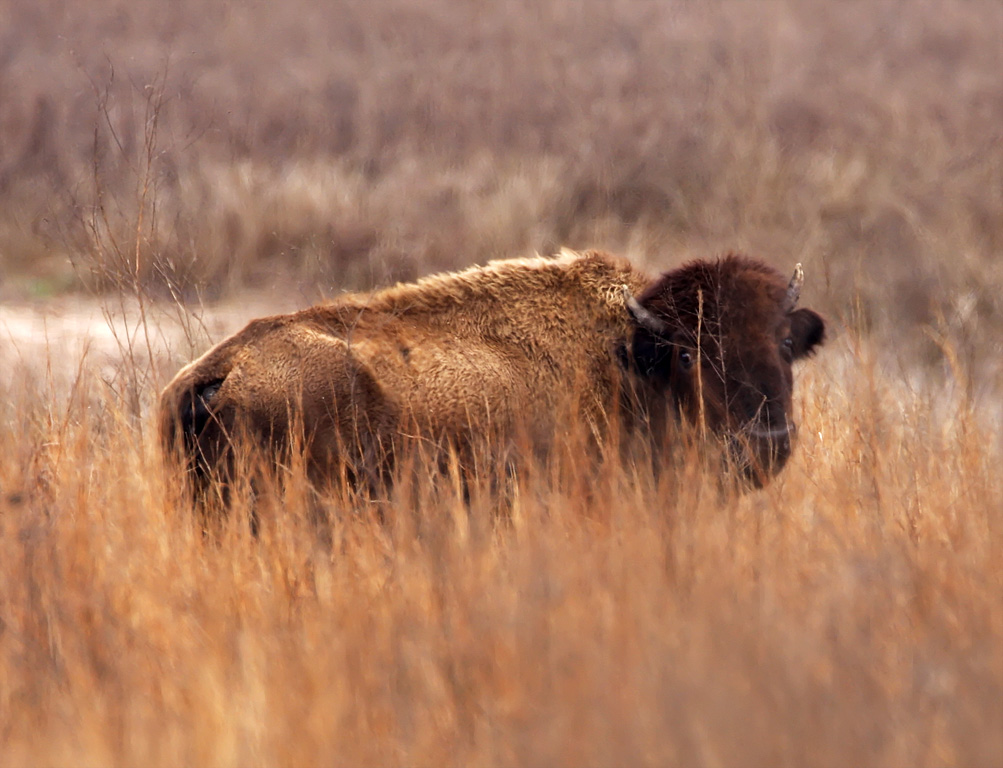 American Bison_1285.jpg