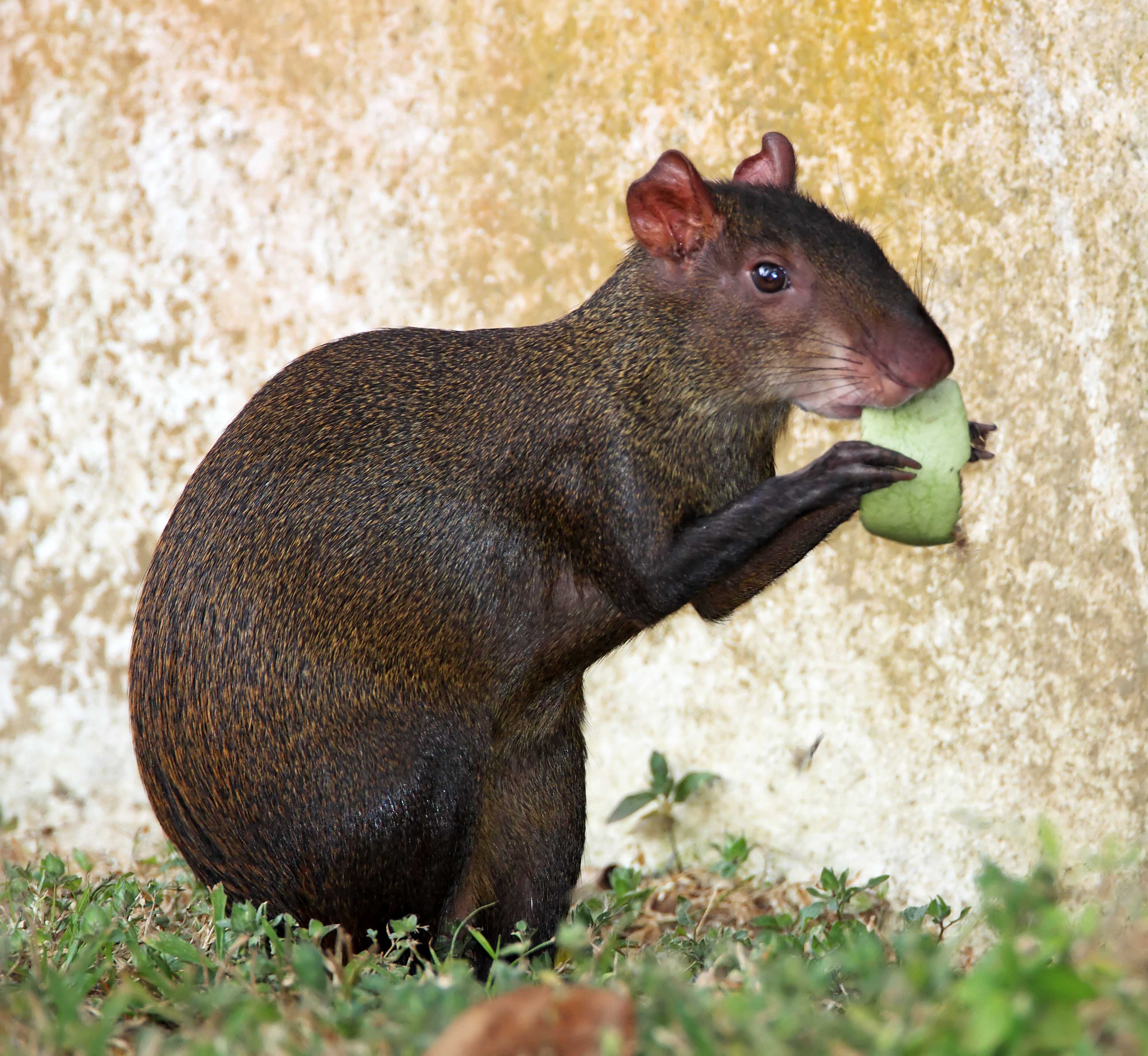 Central American Agouti_8214.jpg