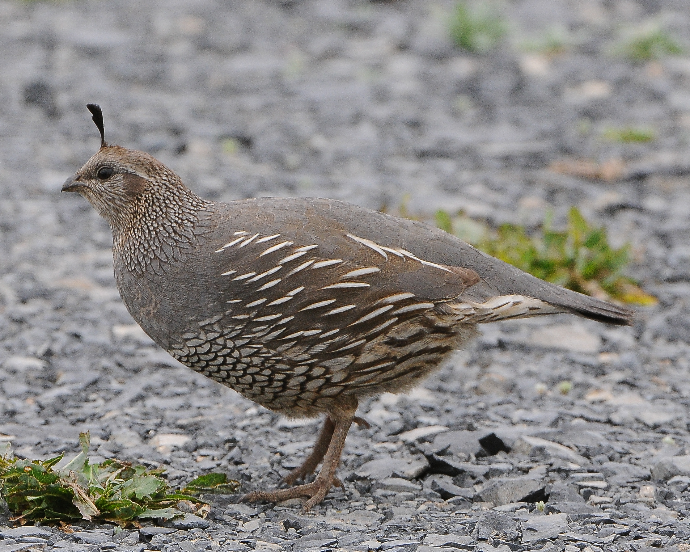 California Quail