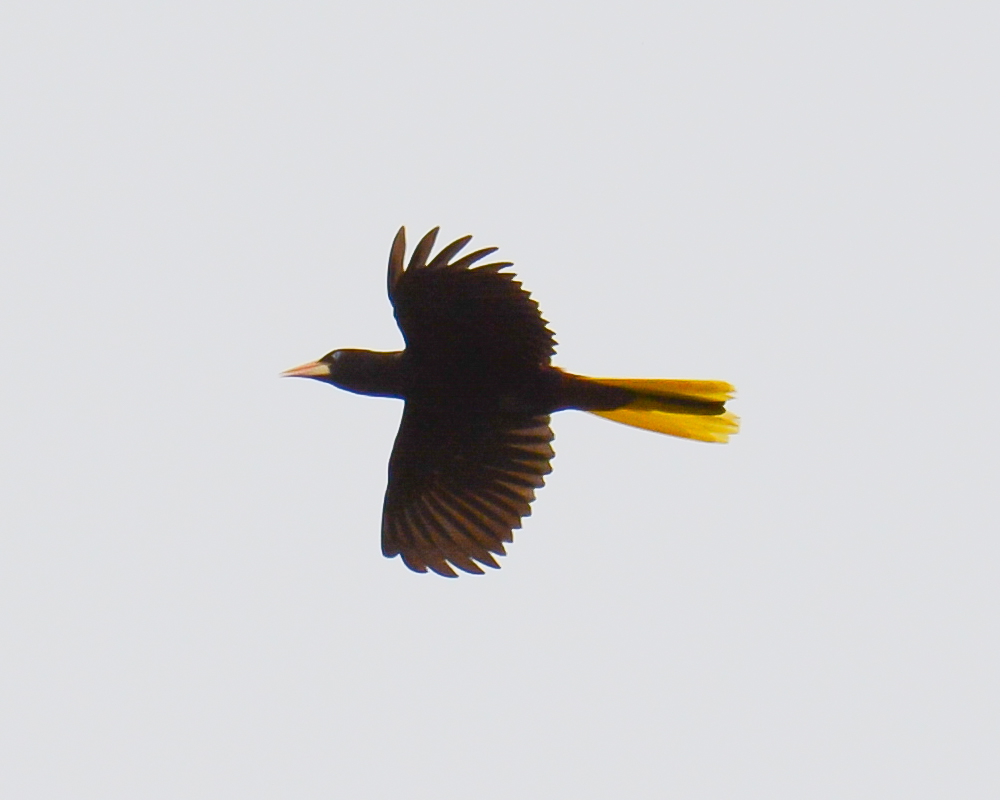 Crested Oropendola