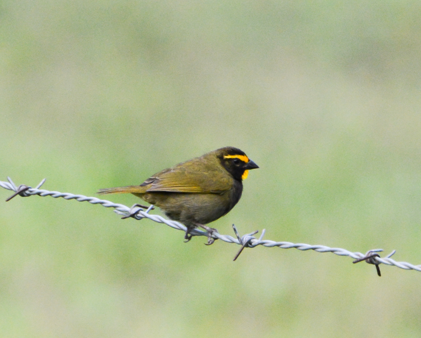 Yellow-faced Grassquit